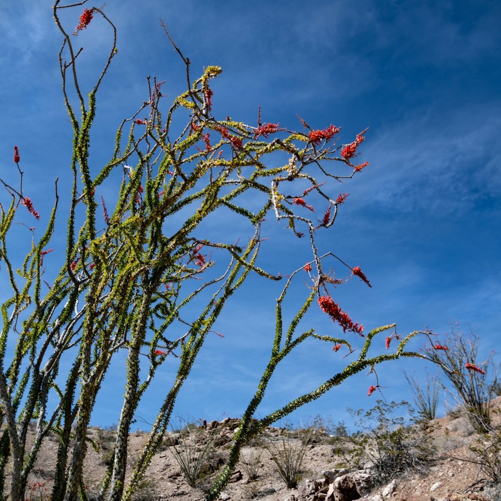 a cactus plant with red flowers in the desert