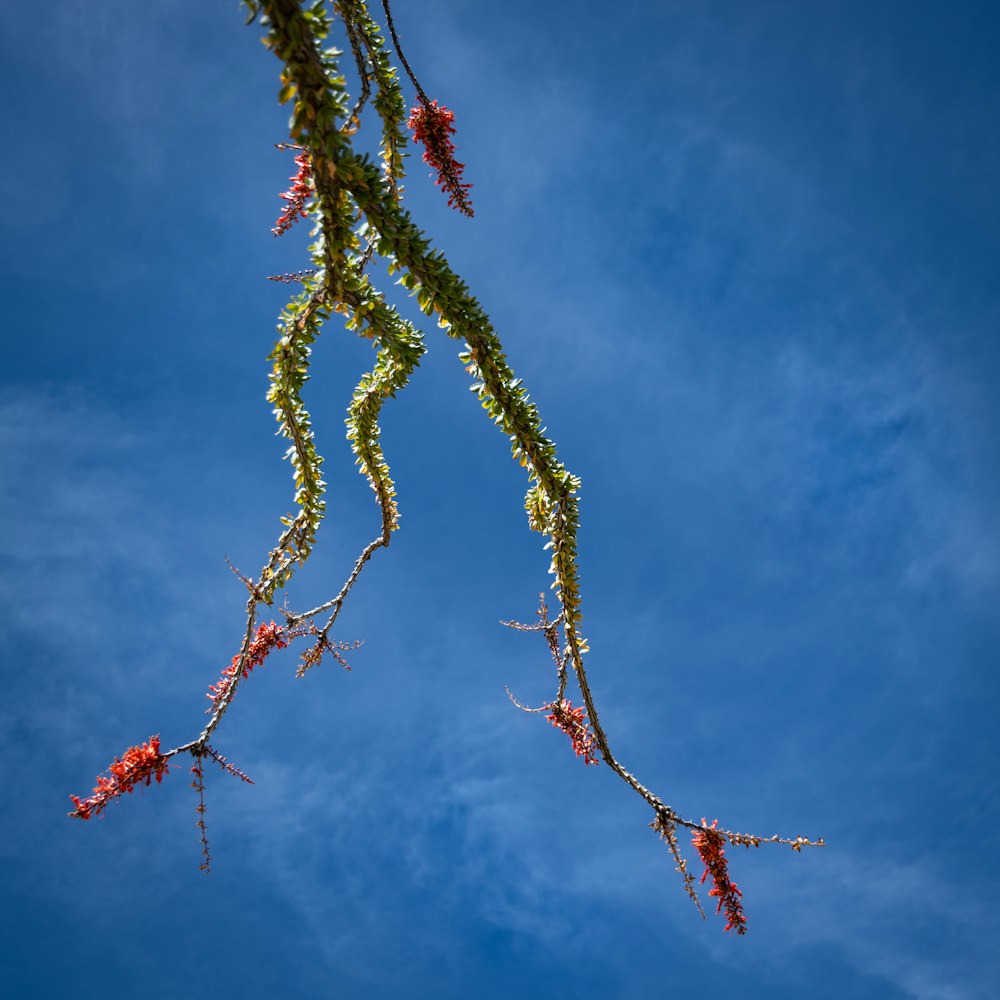 a branch of a tree with red flowers against a blue sky