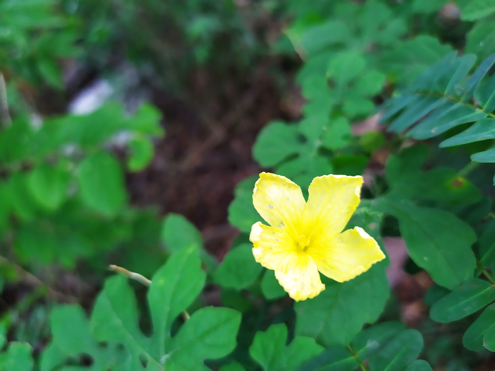 a yellow flower is in the middle of some green leaves