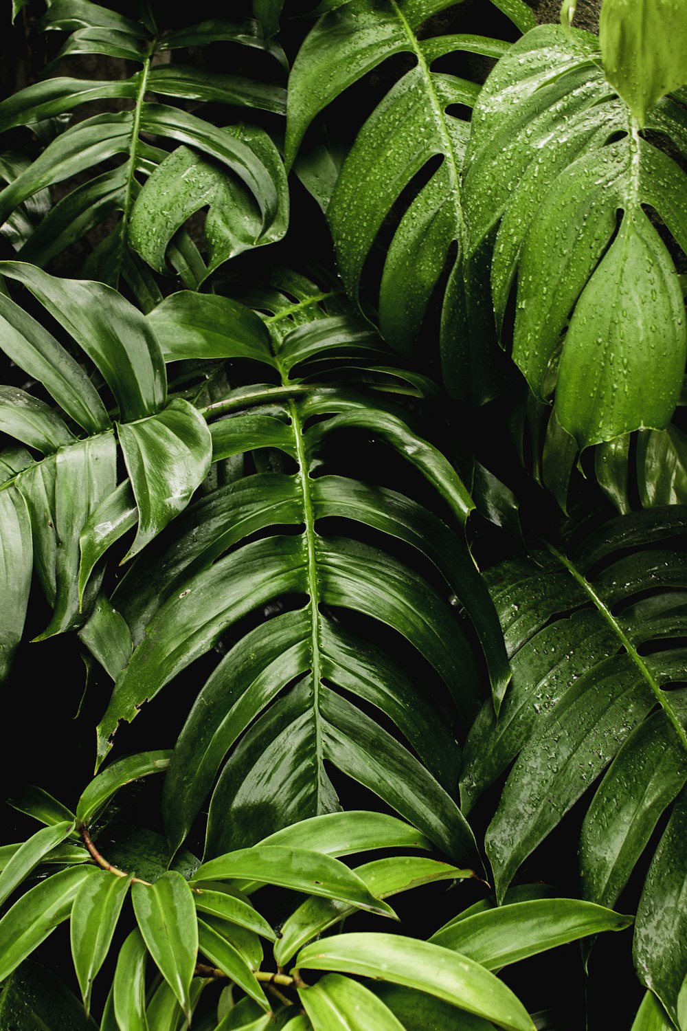 a close up of a bunch of green leaves