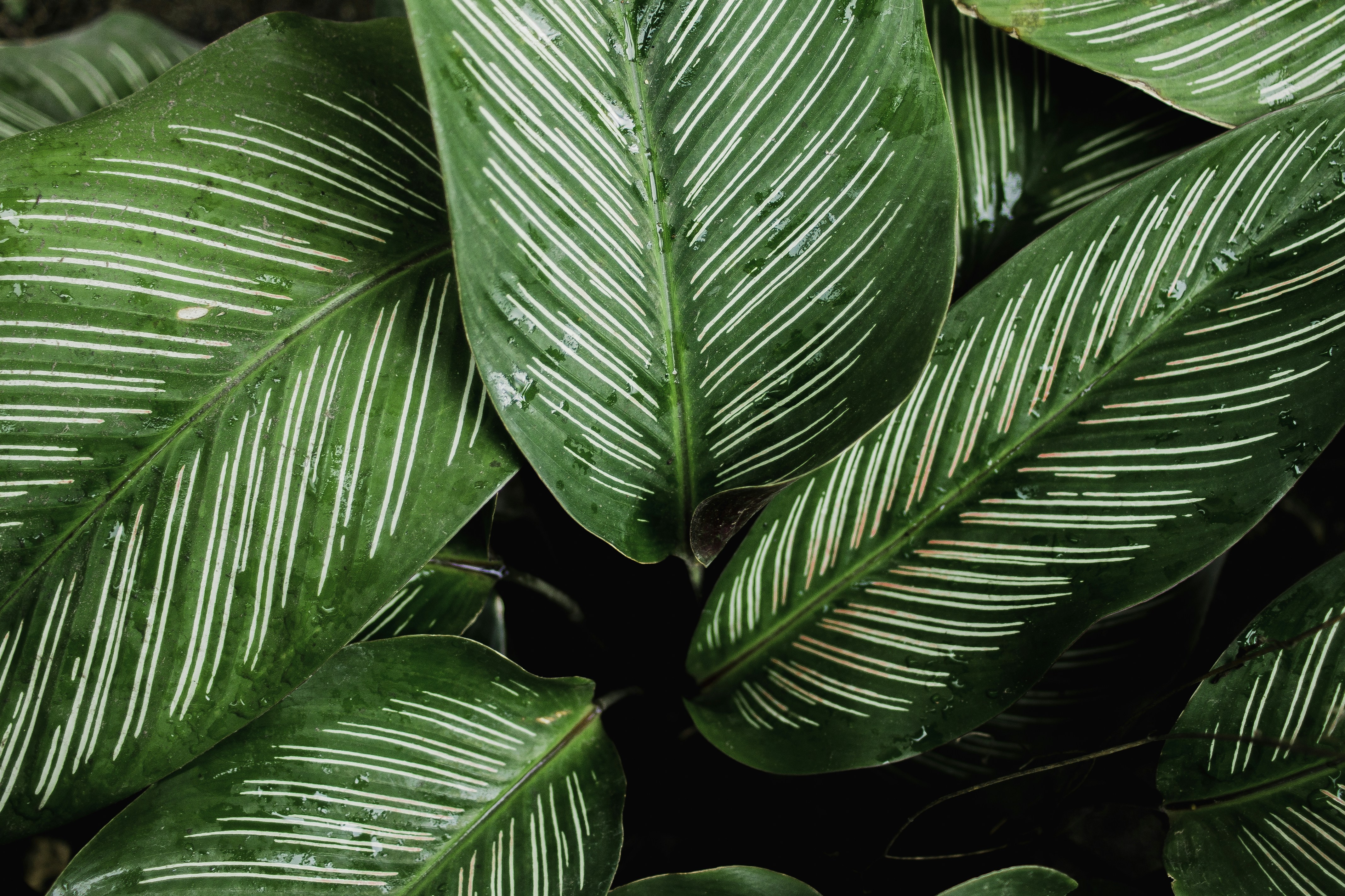 Featured image of post codex-plugin-cc