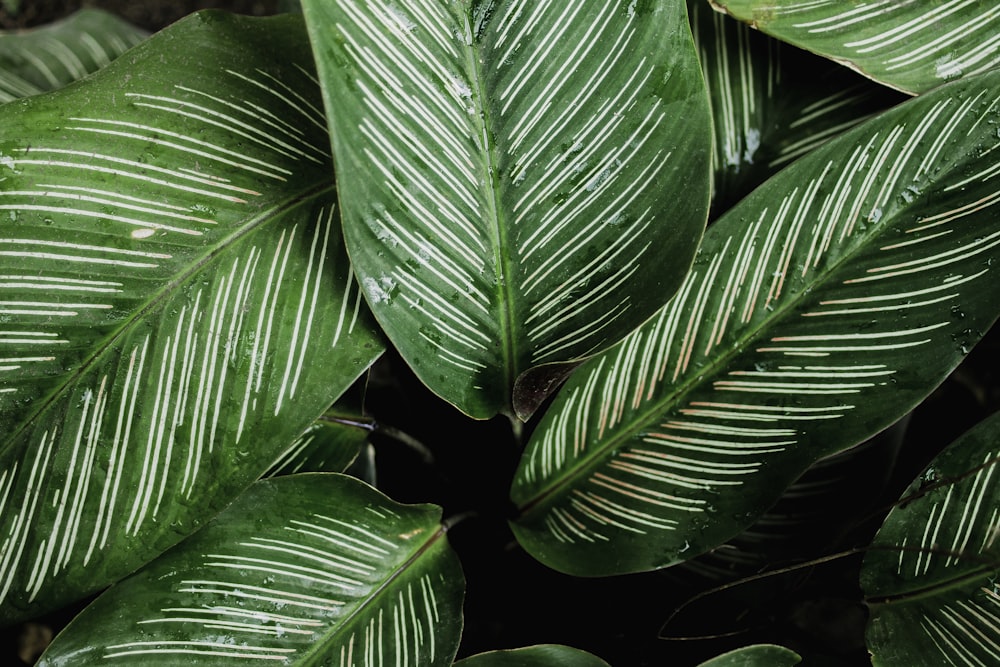 a close up of a green plant with white stripes