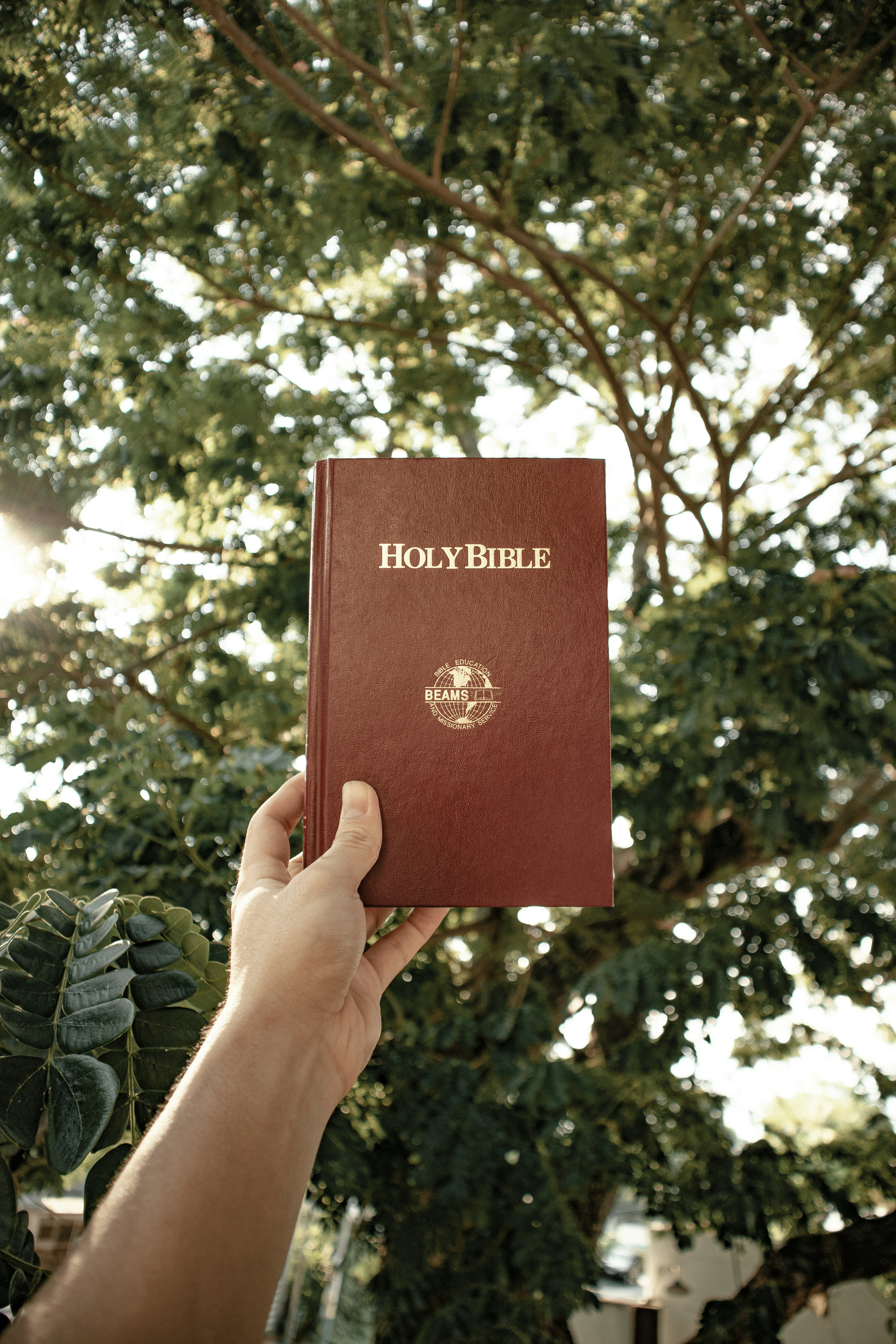 a person holding up a bible in front of a tree