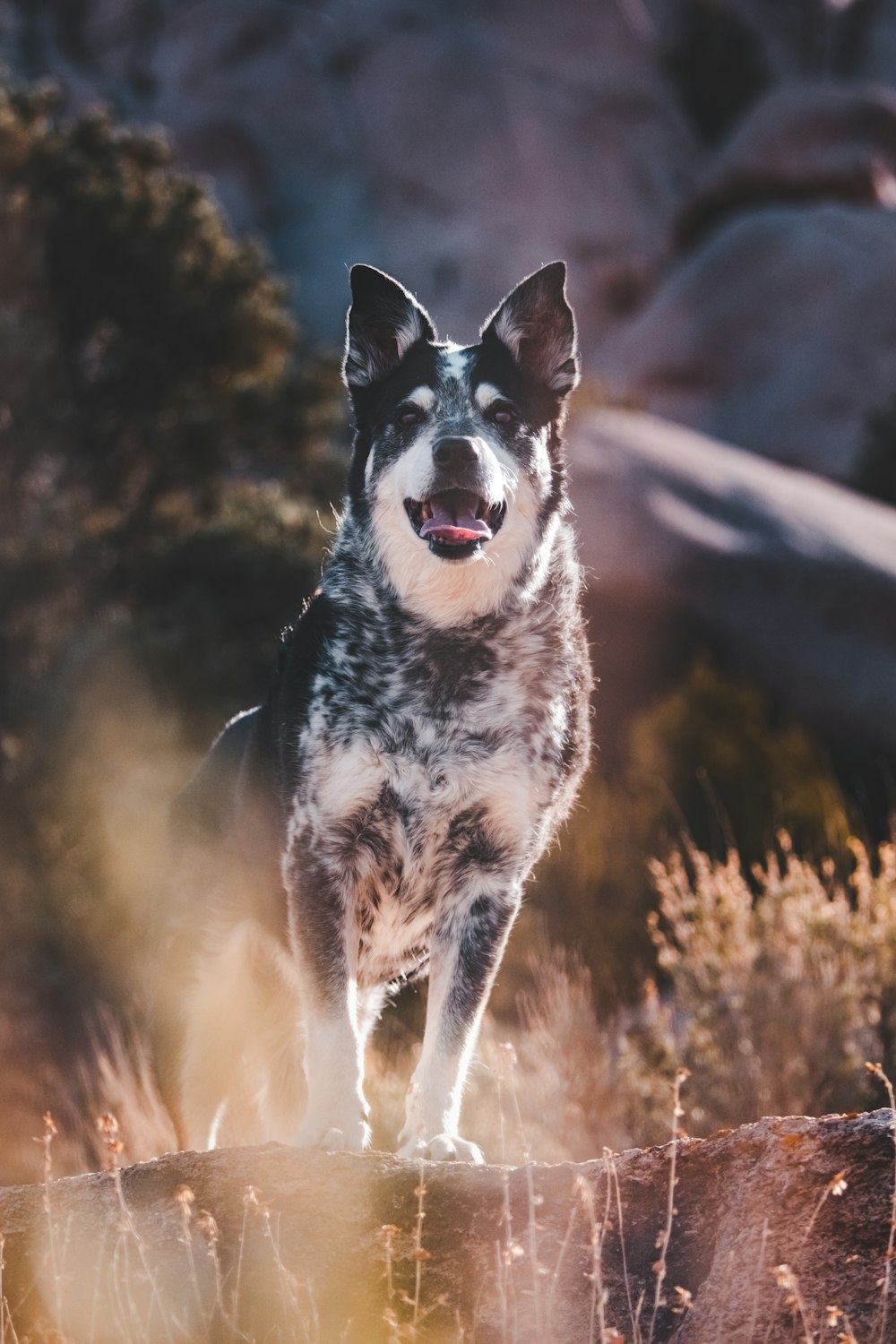 a black and white dog standing on top of a wooden fence