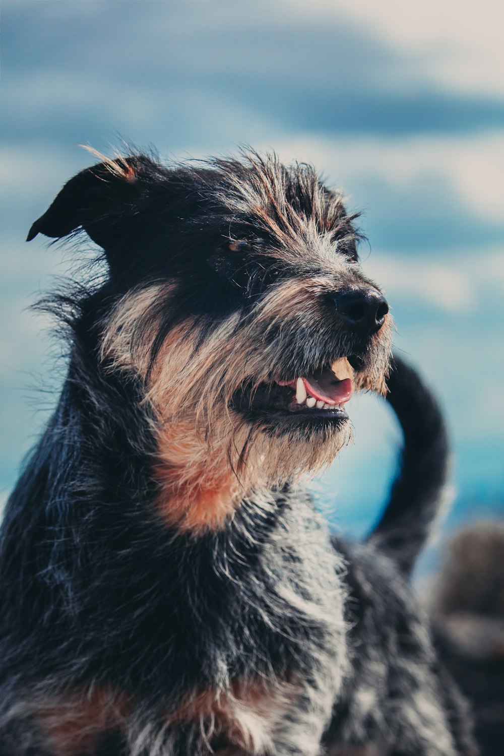 a black and brown dog standing on top of a beach