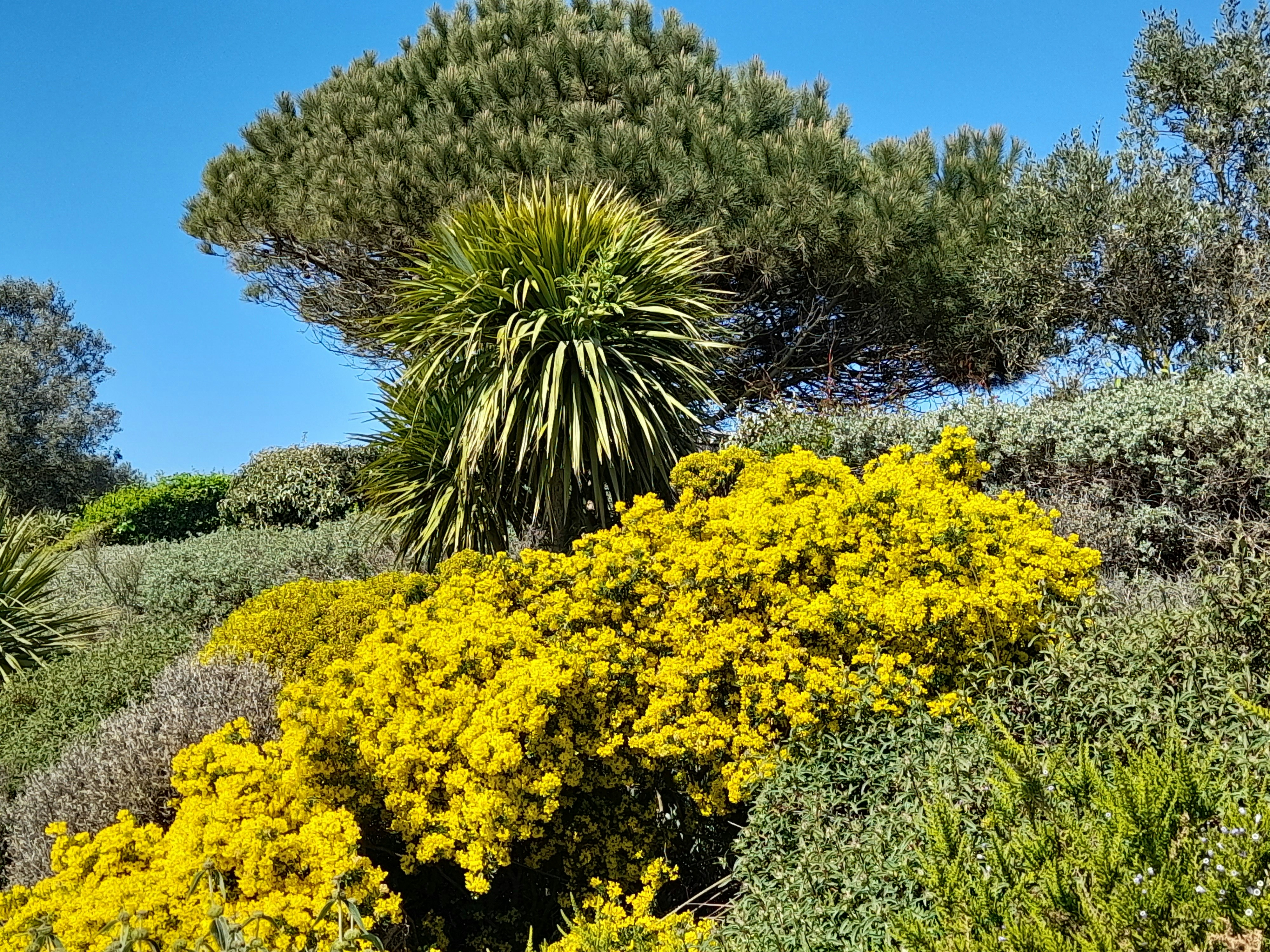a bush with yellow flowers and green leaves