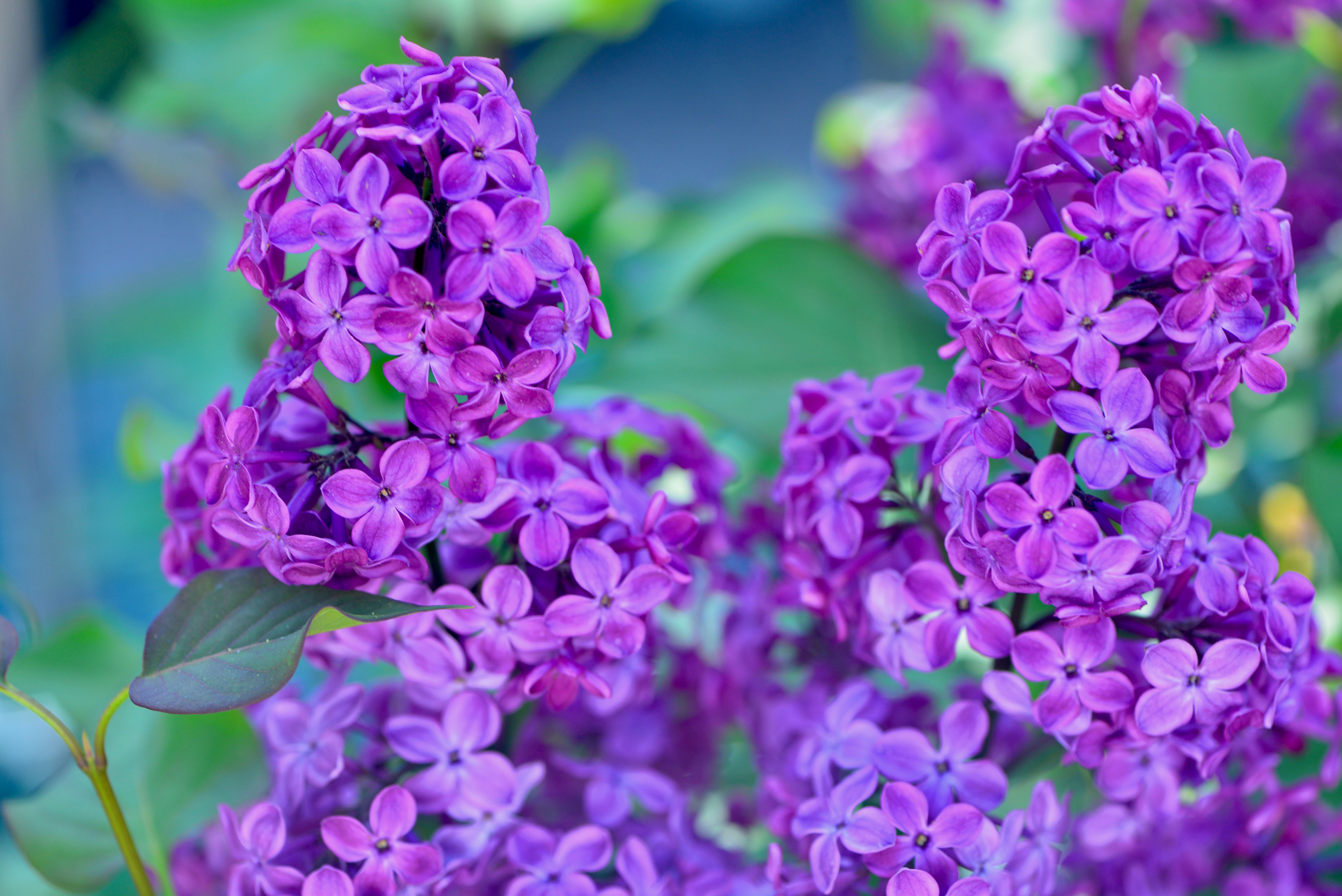 Close-up of vibrant purple lilac flowers blooming