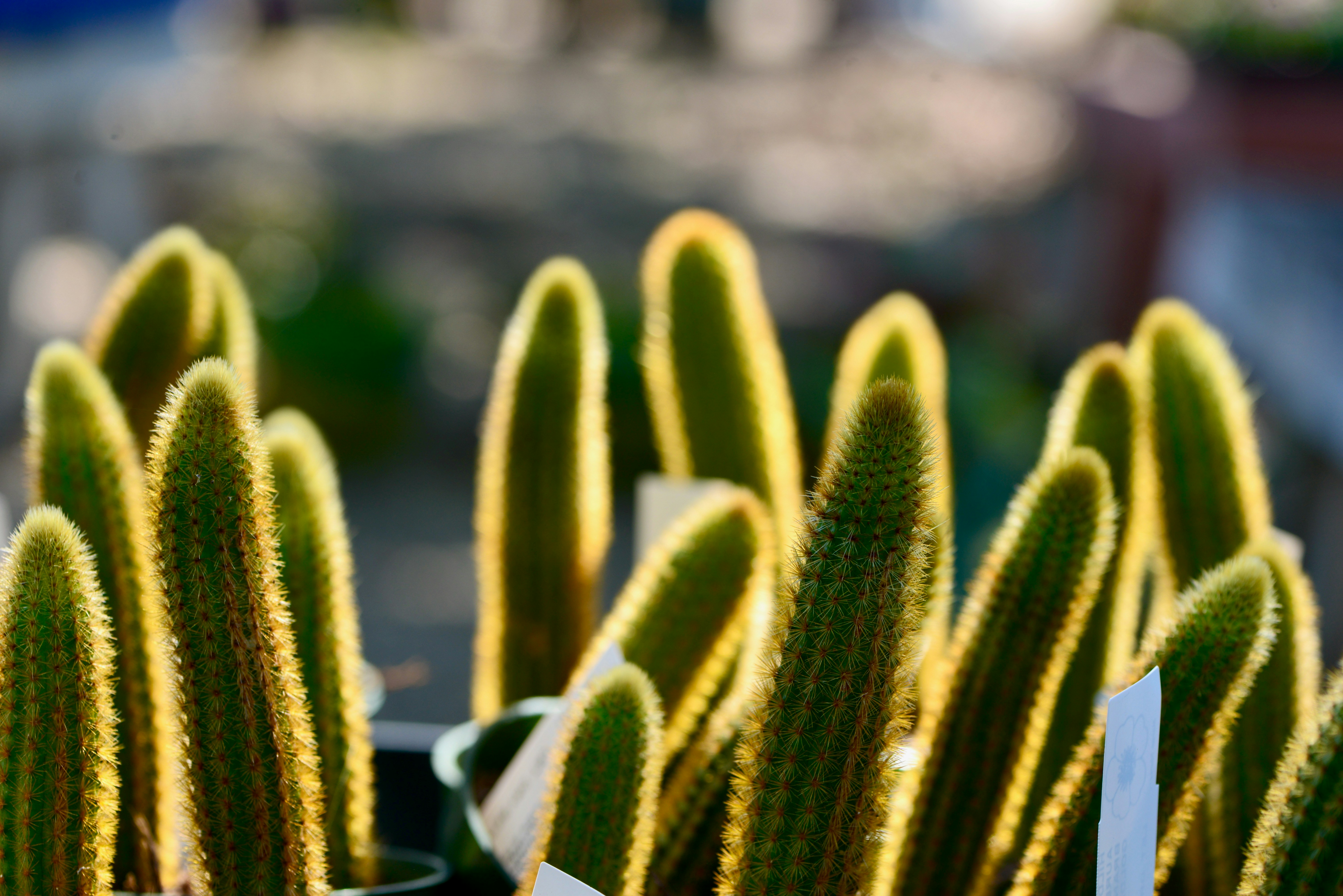 a close up of a bunch of cactus plants