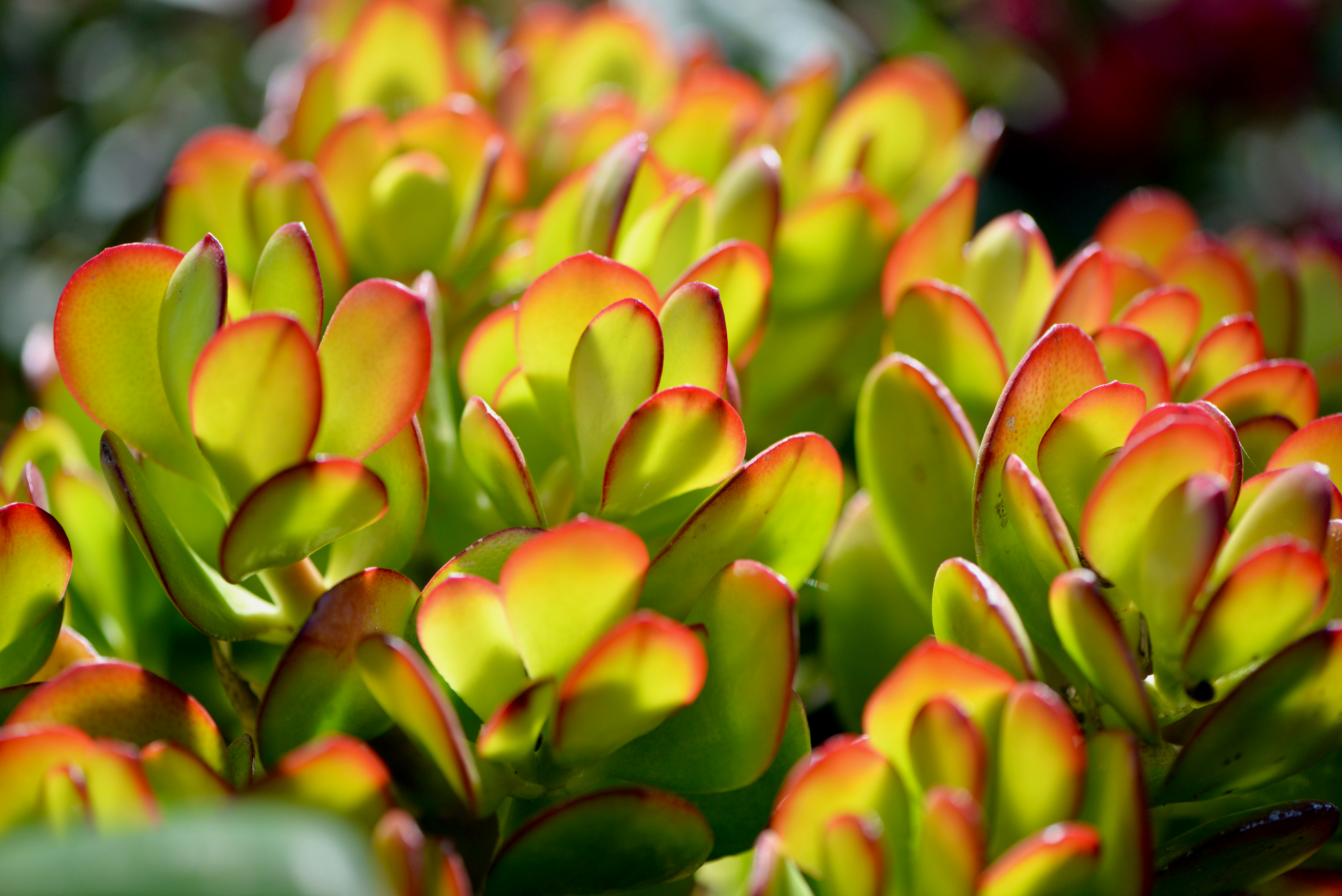 a close up of a bunch of green and red flowers