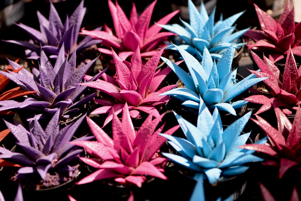 a close up of many different colored plants
