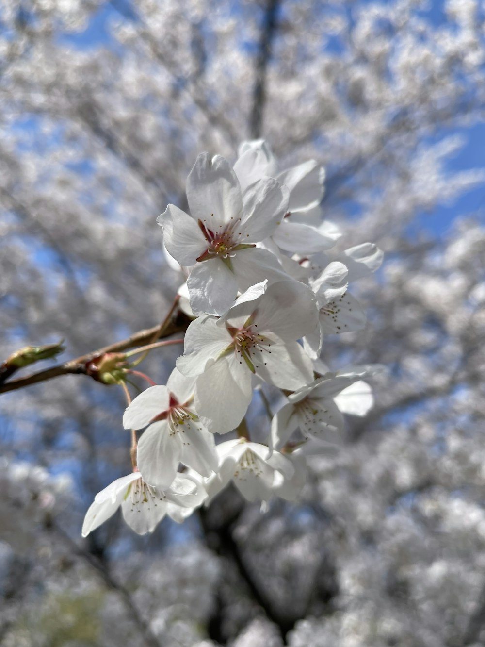 a branch with white flowers in front of a blue sky