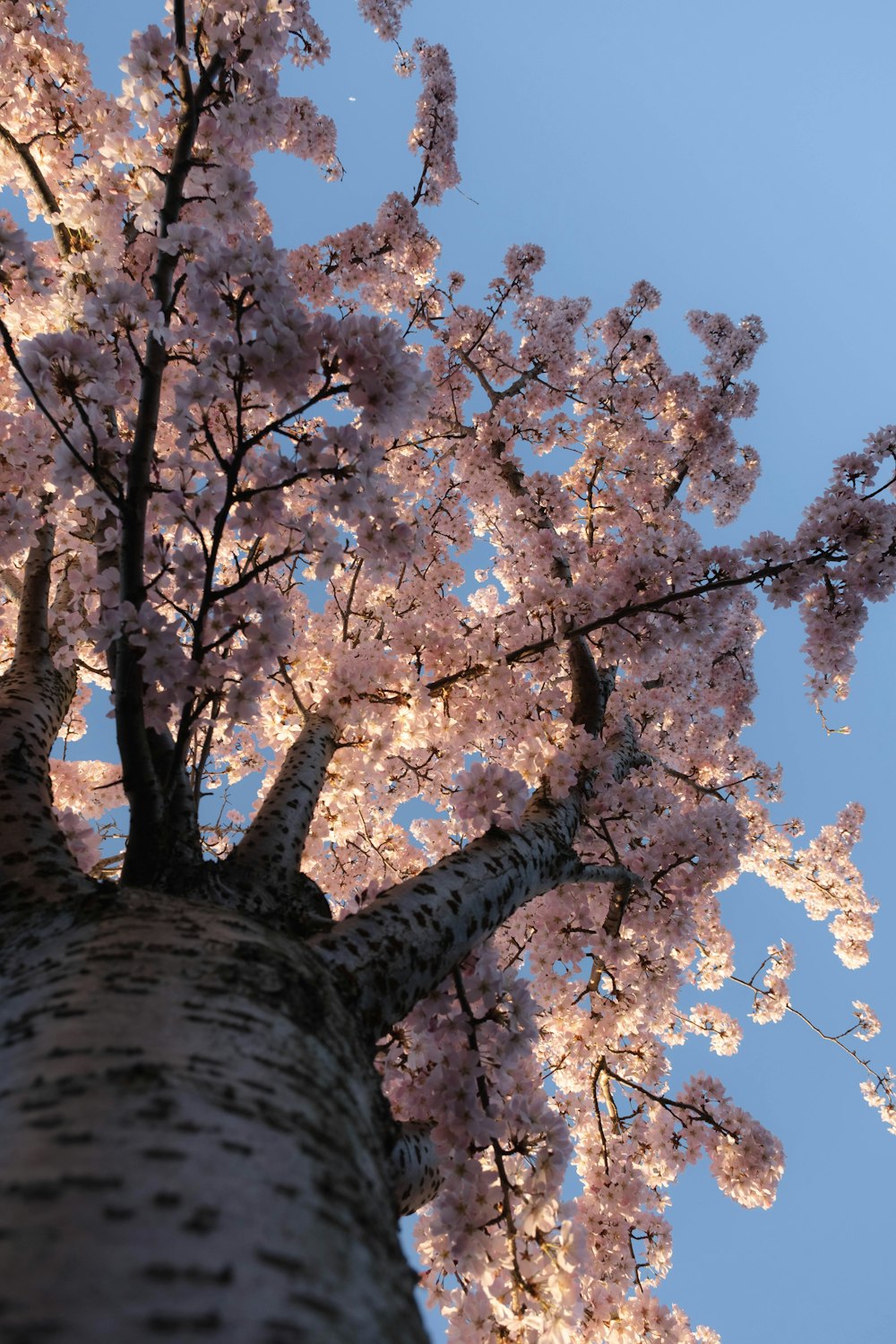 a tall tree with lots of pink flowers on it