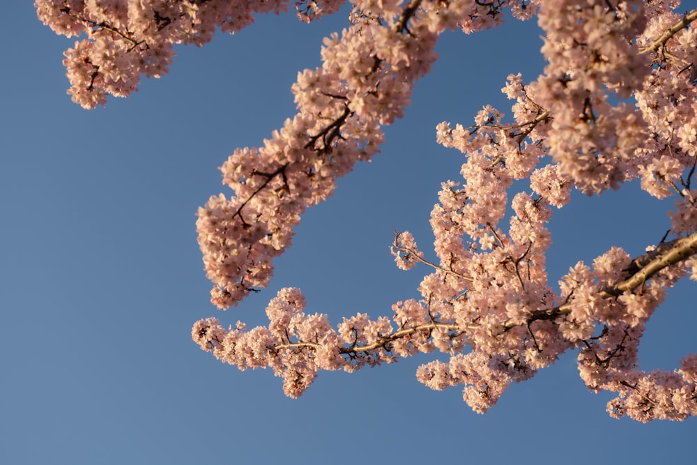 a tree with lots of pink flowers in front of a blue sky