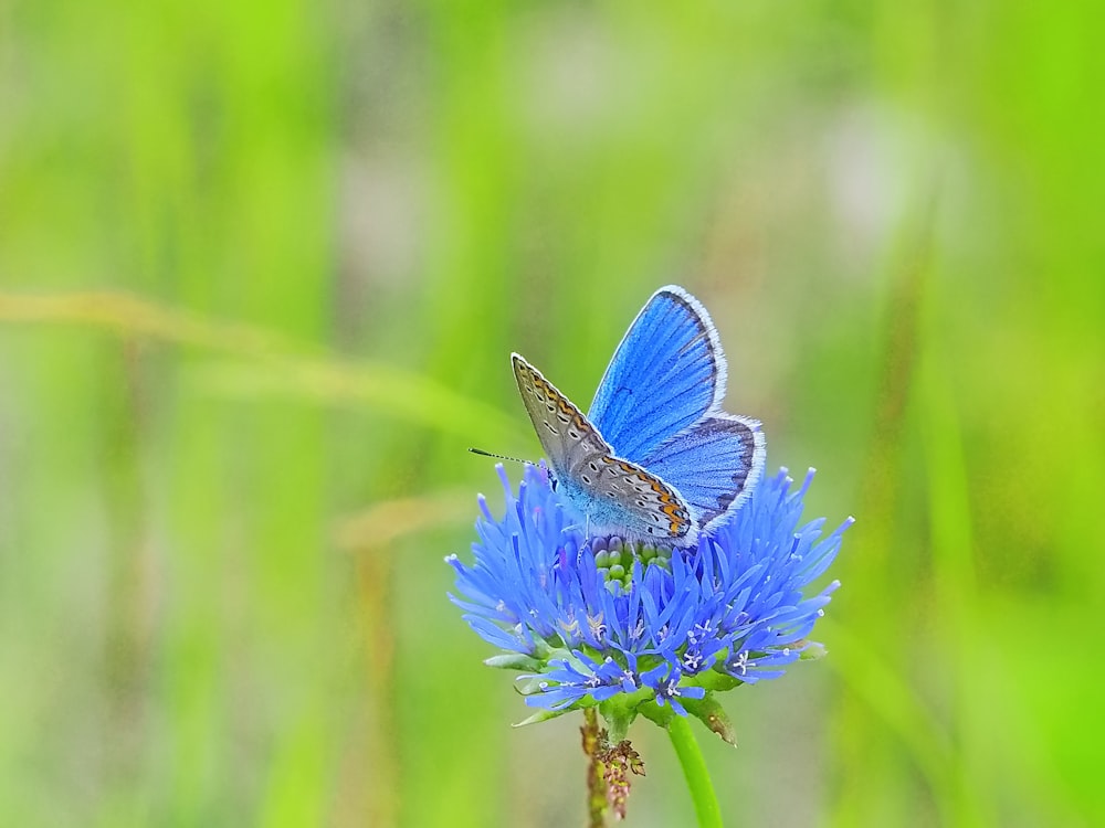 a blue butterfly sitting on top of a blue flower