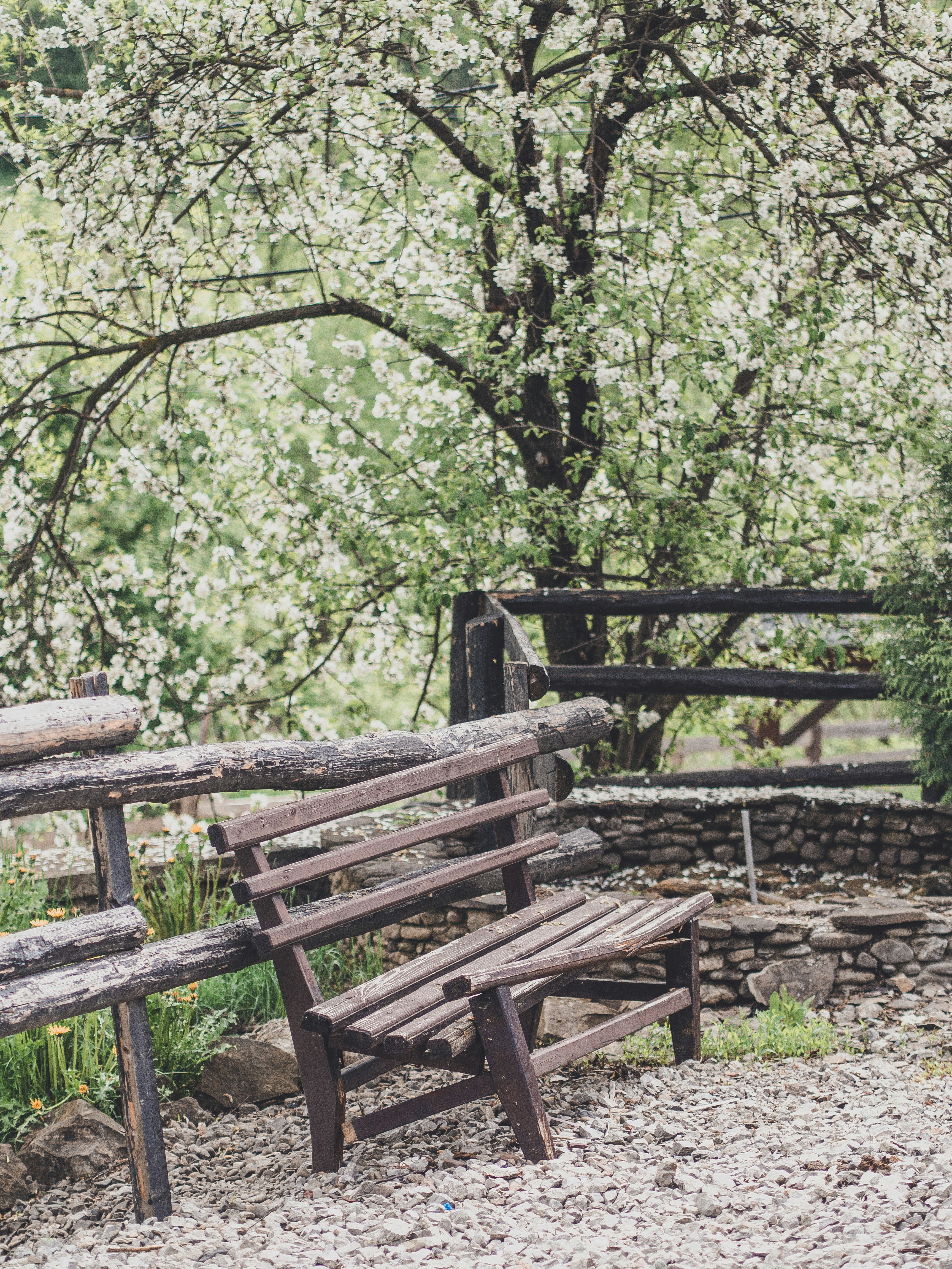 木の前に座っている木製のベンチ