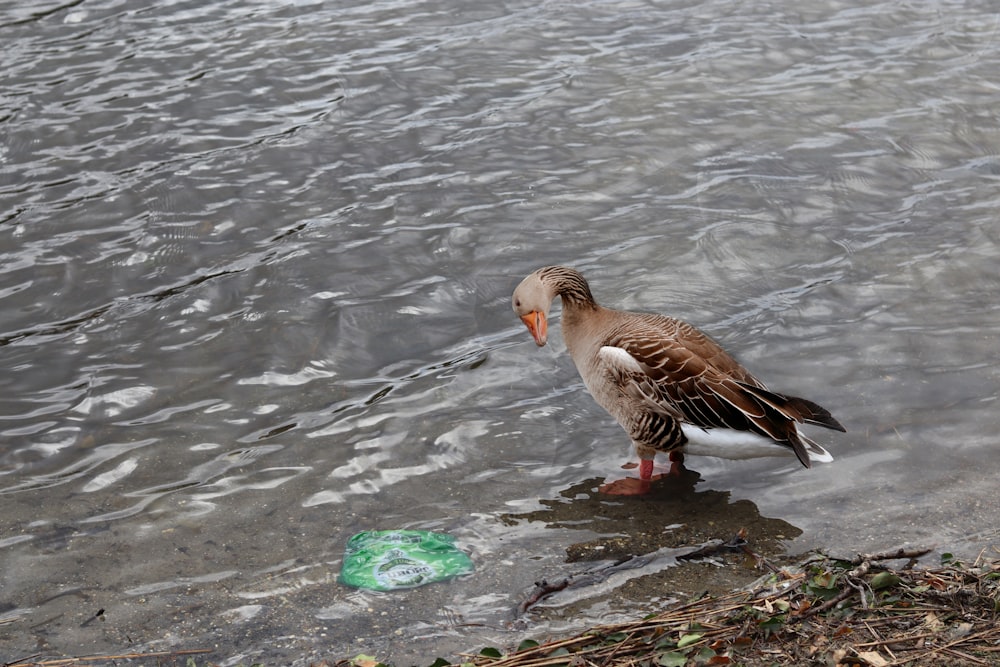 a duck standing in a body of water