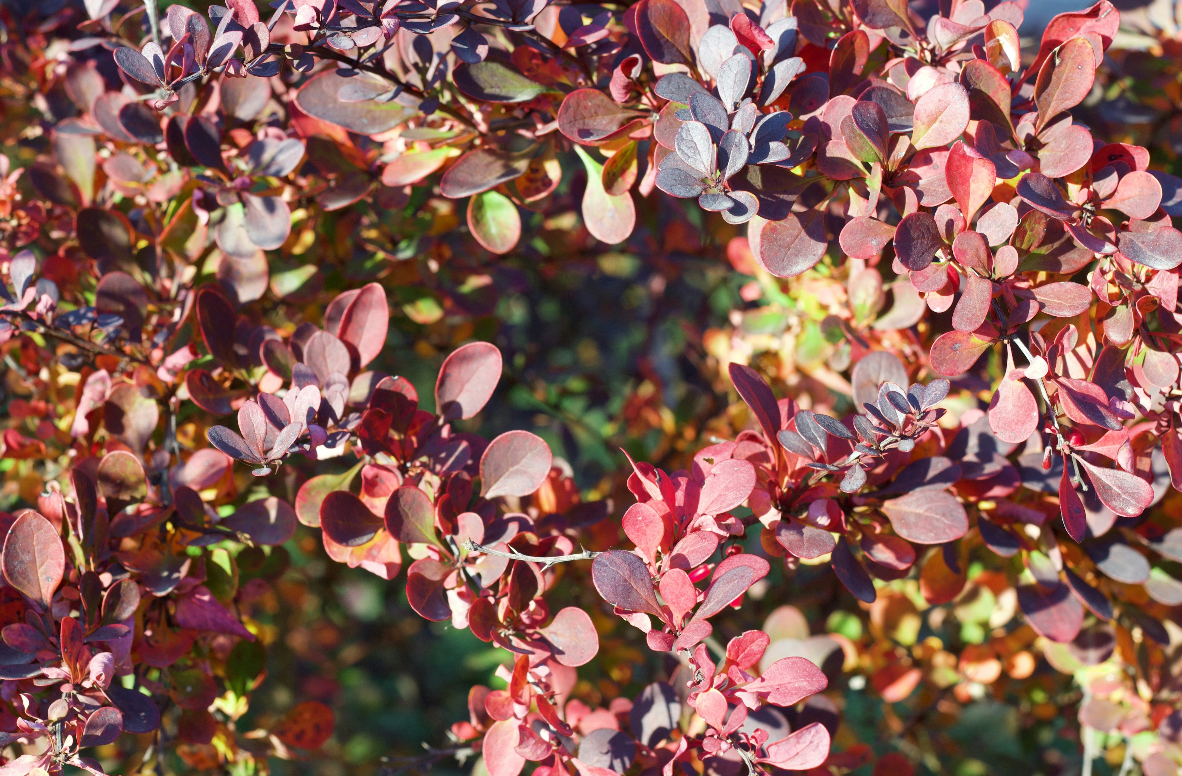 Photo by eleonoramir