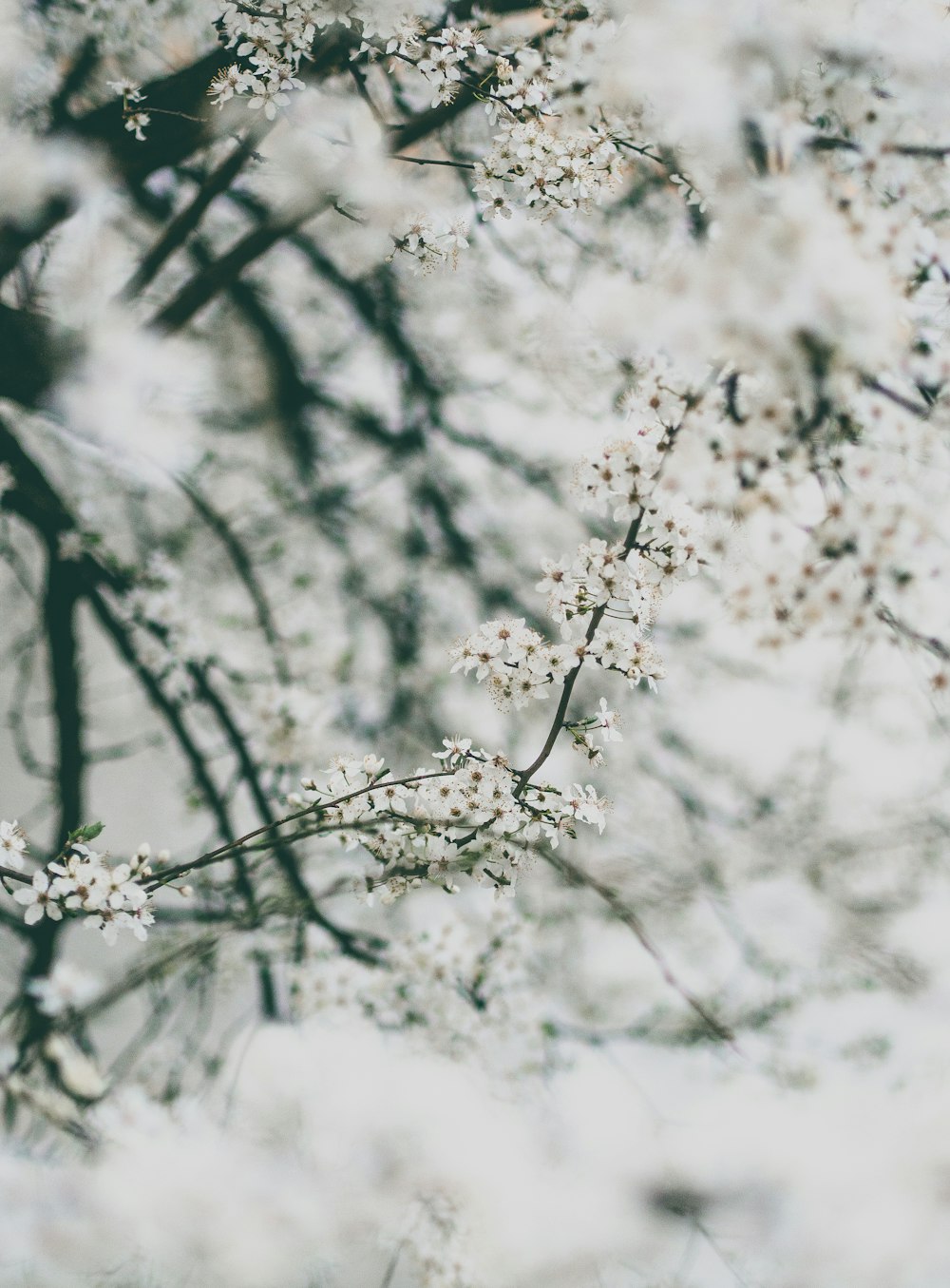 흰 꽃이 만발한 나무의 클로즈업