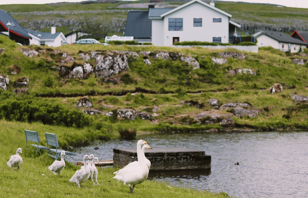 a flock of birds standing on top of a lush green field