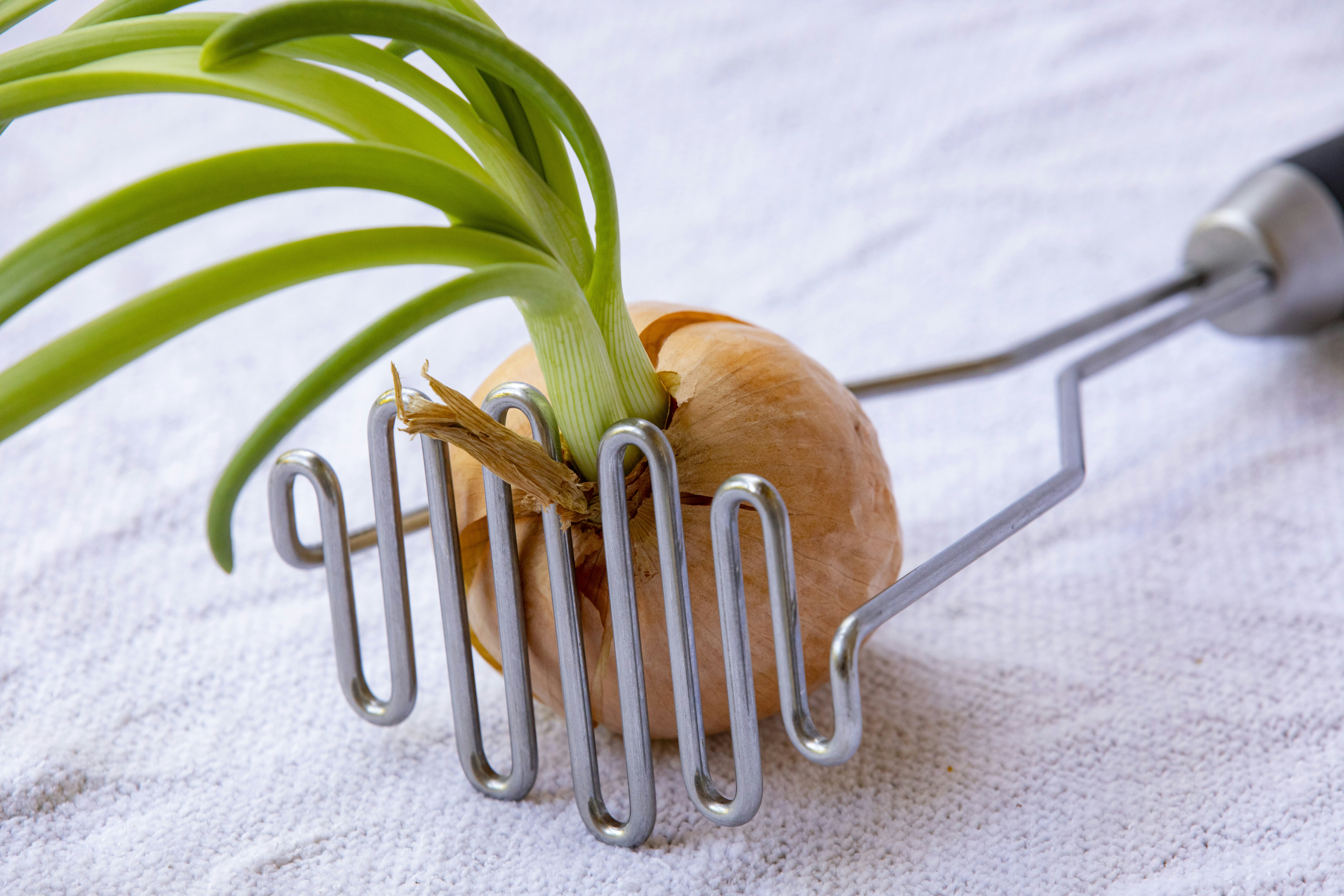 eine Zwiebel, die in einem Metallhalter aufbewahrt wird