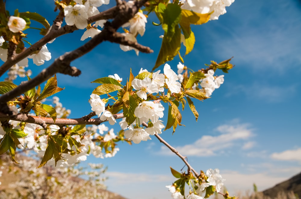 a tree with white flowers and green leaves