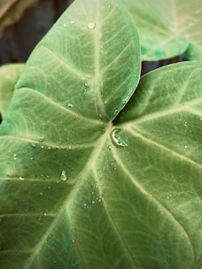 A fresh green leaf with morning dew drops, symbolizing natural health products.