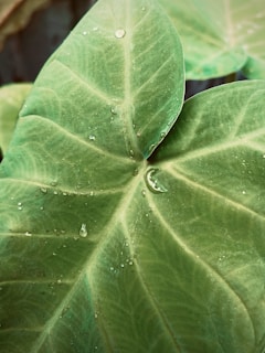 A vibrant green leaf with morning dew drops symbolizing health and freshness.