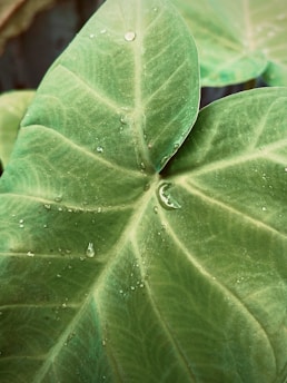 A vibrant green leaf with morning dew drops symbolizing health and freshness.