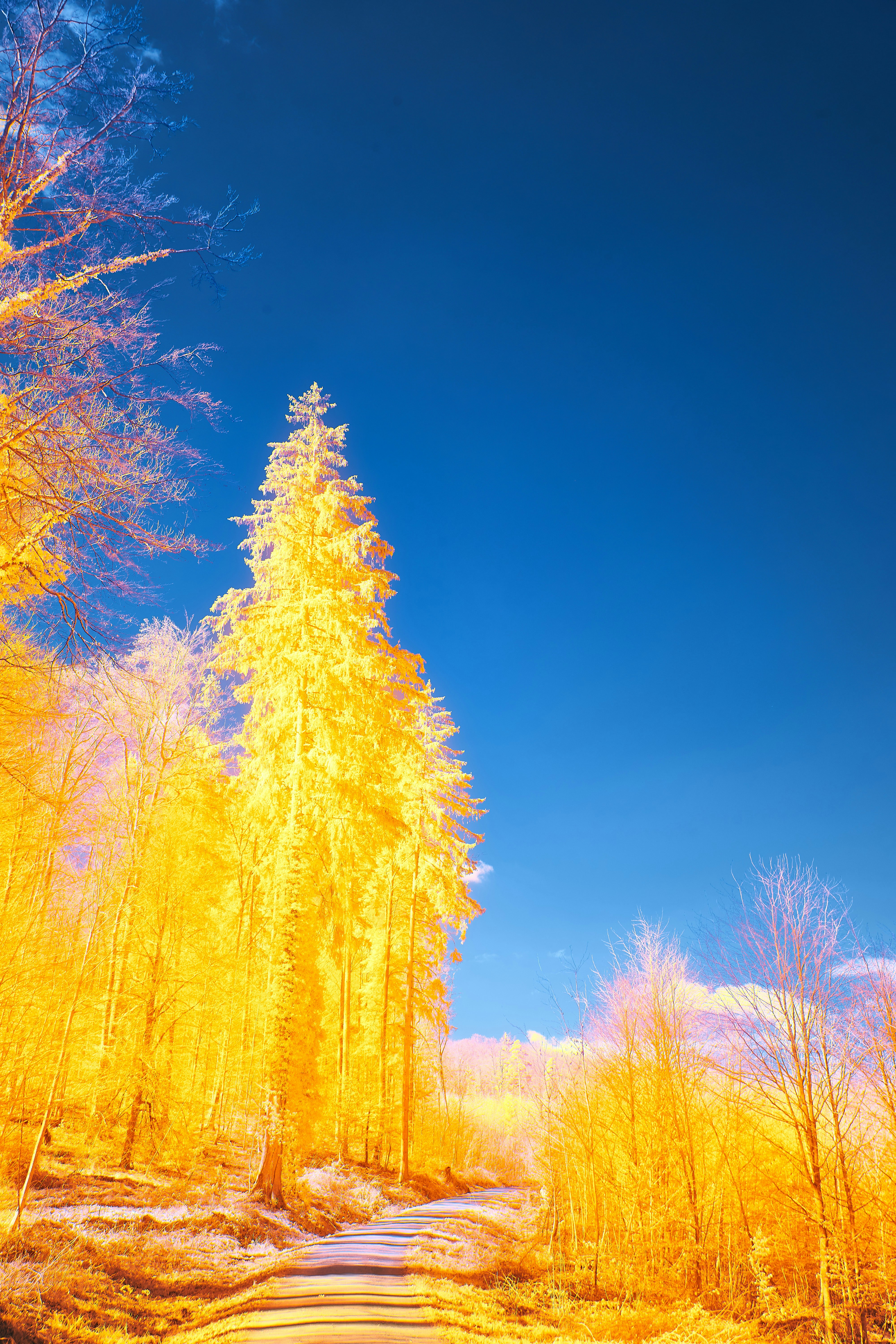 Photo by wolfgang_hasselmann