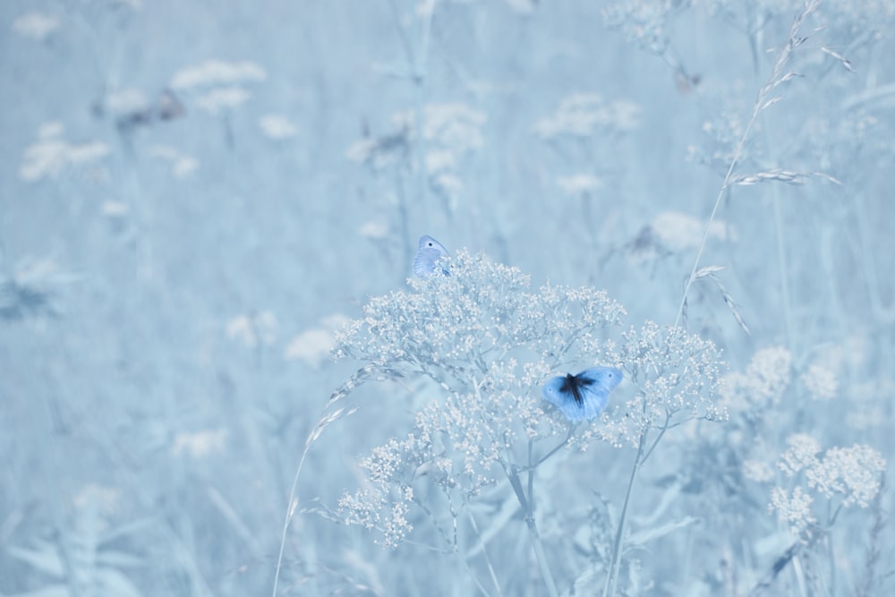 a blue butterfly sitting on top of a white flower