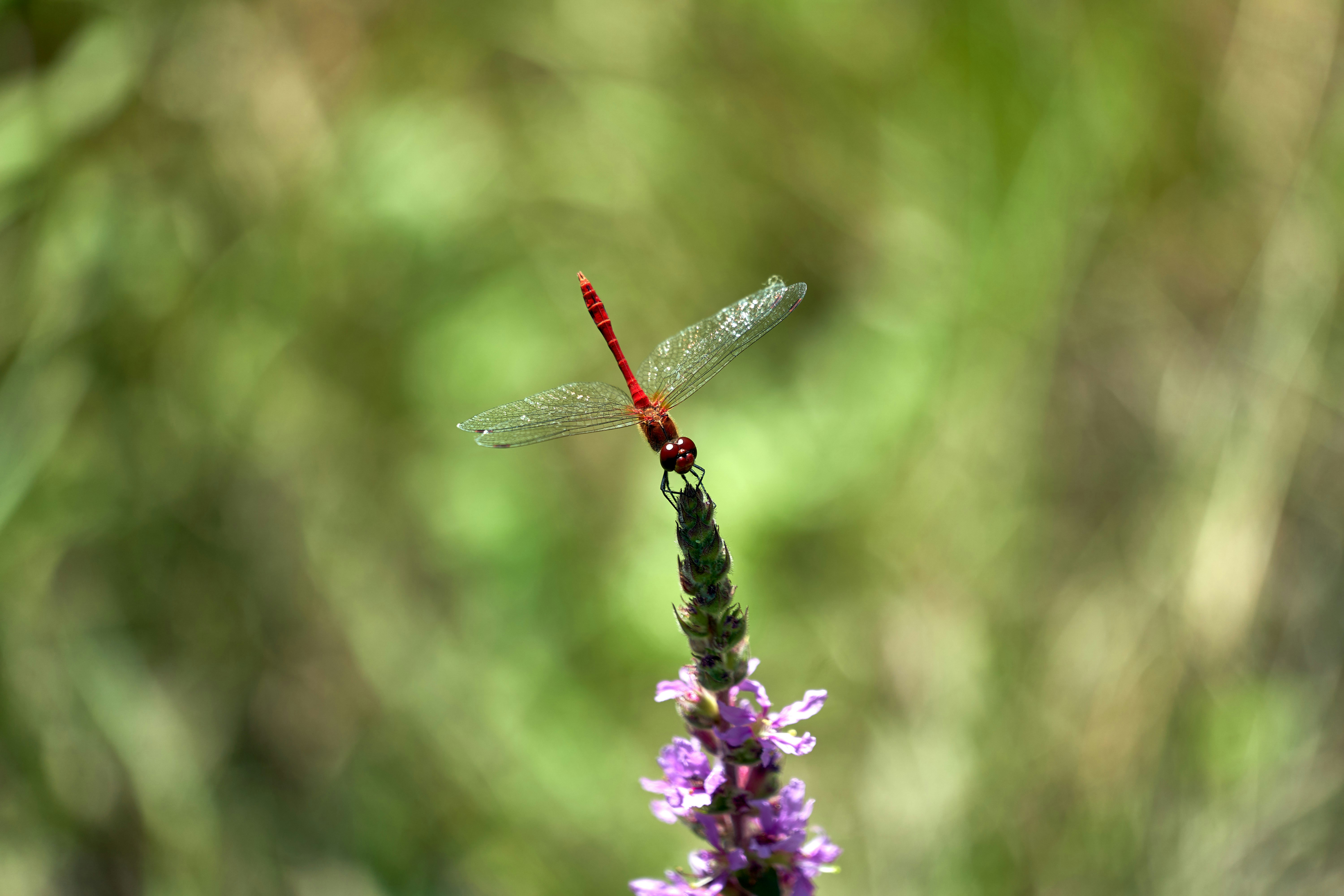 Photo by wolfgang_hasselmann