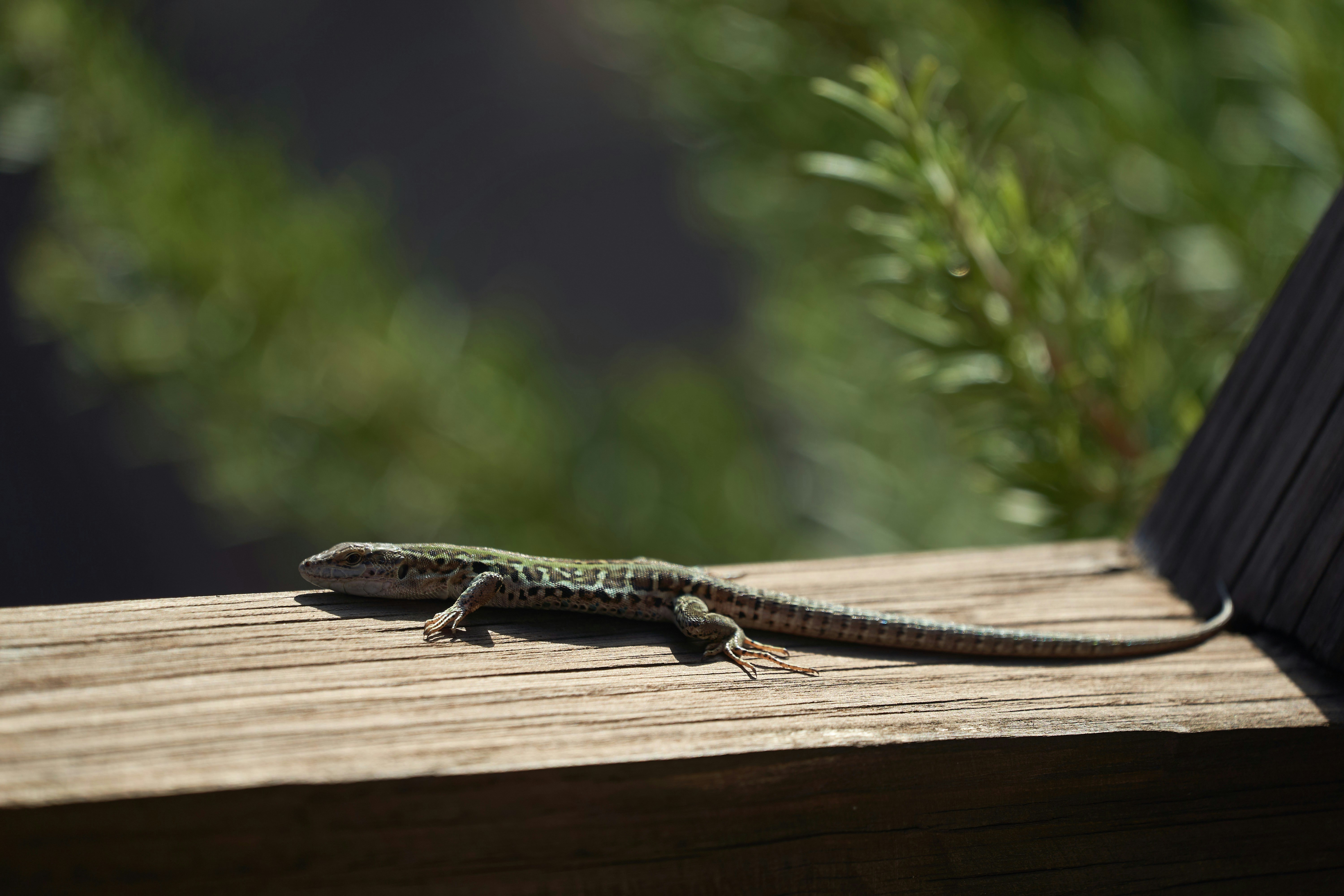 Photo by wolfgang_hasselmann