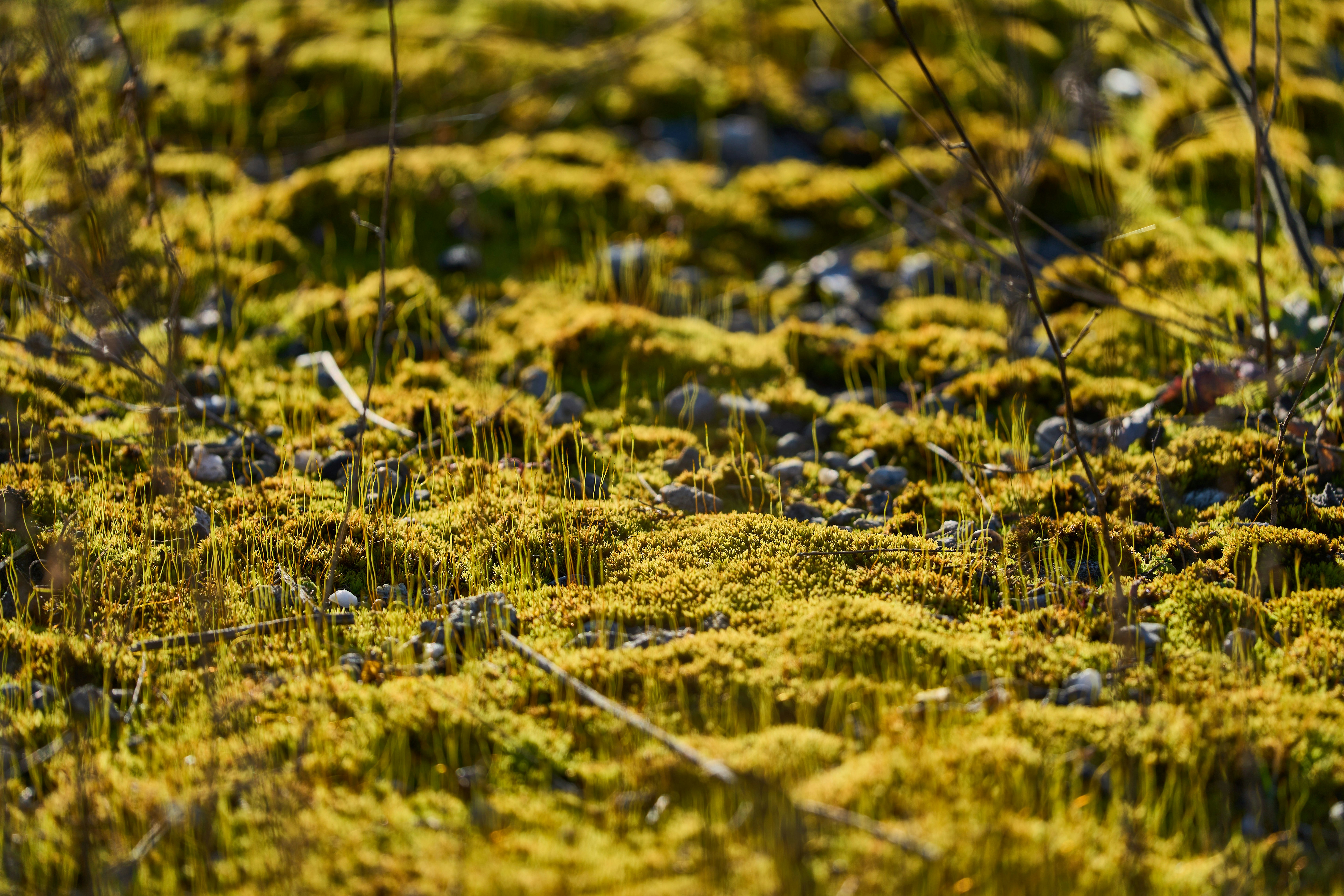 Photo by wolfgang_hasselmann