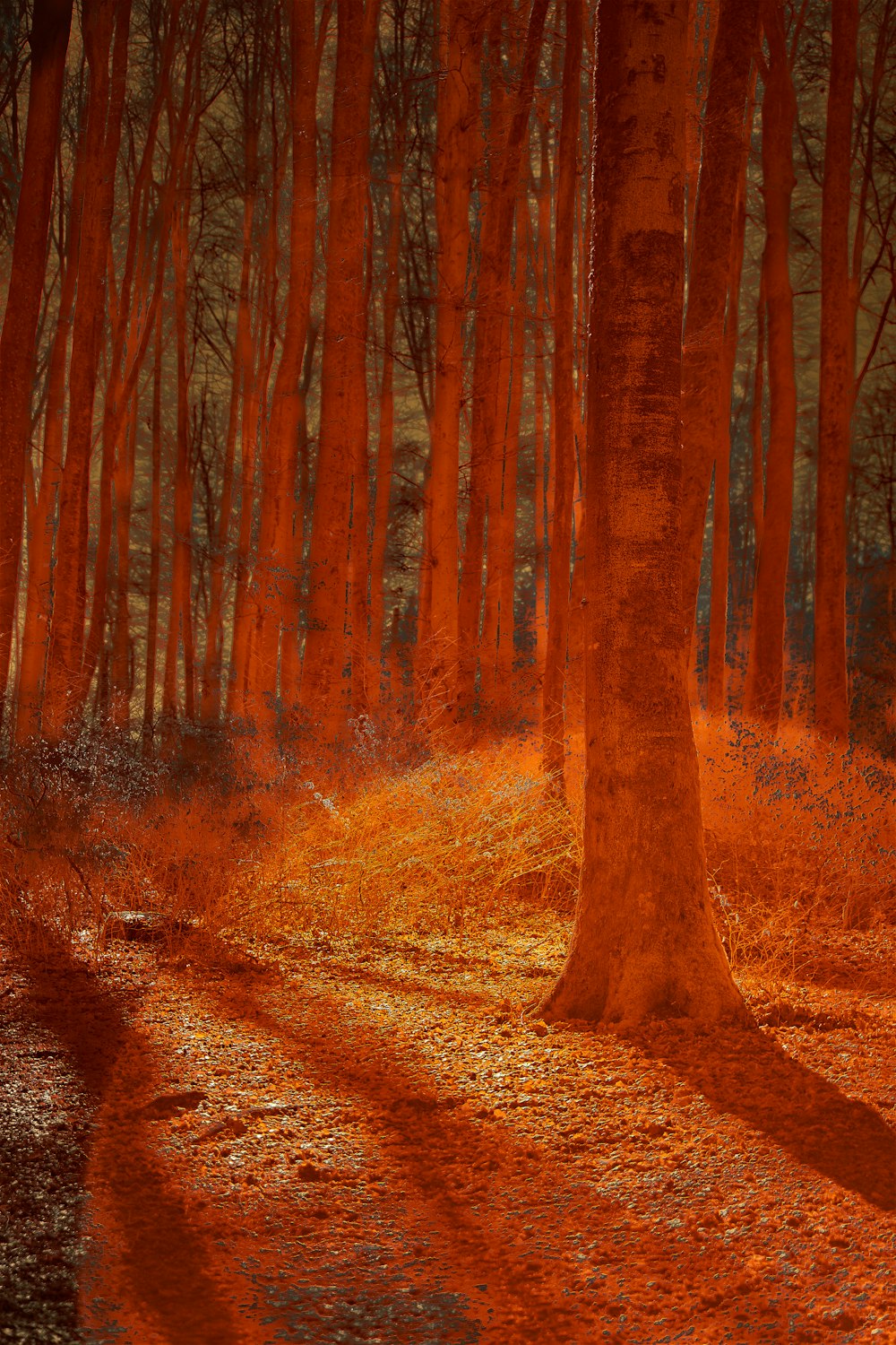 a path through a forest with orange trees