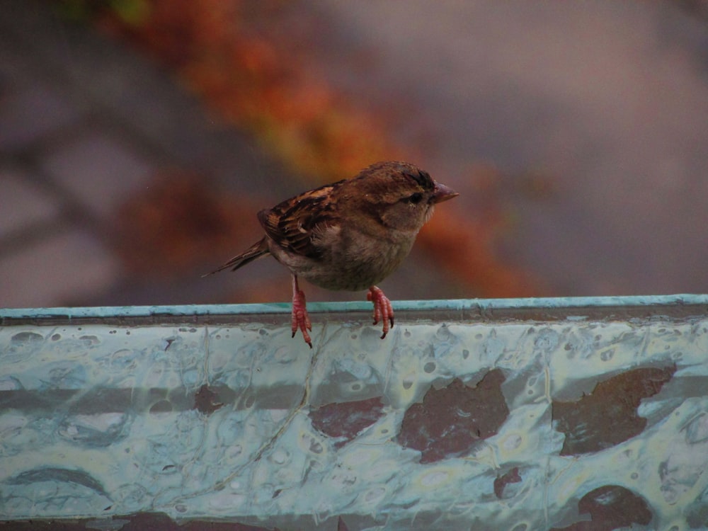 a small bird perched on top of a ledge