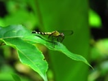 A dragonfly with a yellow and black striped body rests on a vibrant green leaf, surrounded by lush foliage in a natural setting.