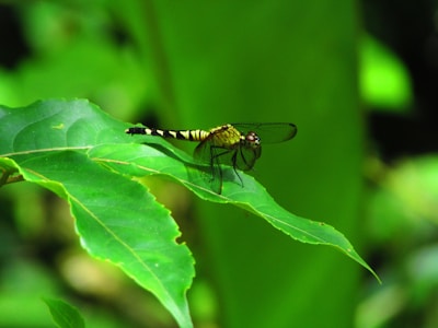 A dragonfly with a yellow and black striped body rests on a vibrant green leaf, surrounded by lush foliage in a natural setting.