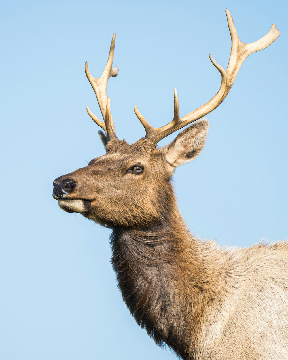 a close up of a deer's head with antlers