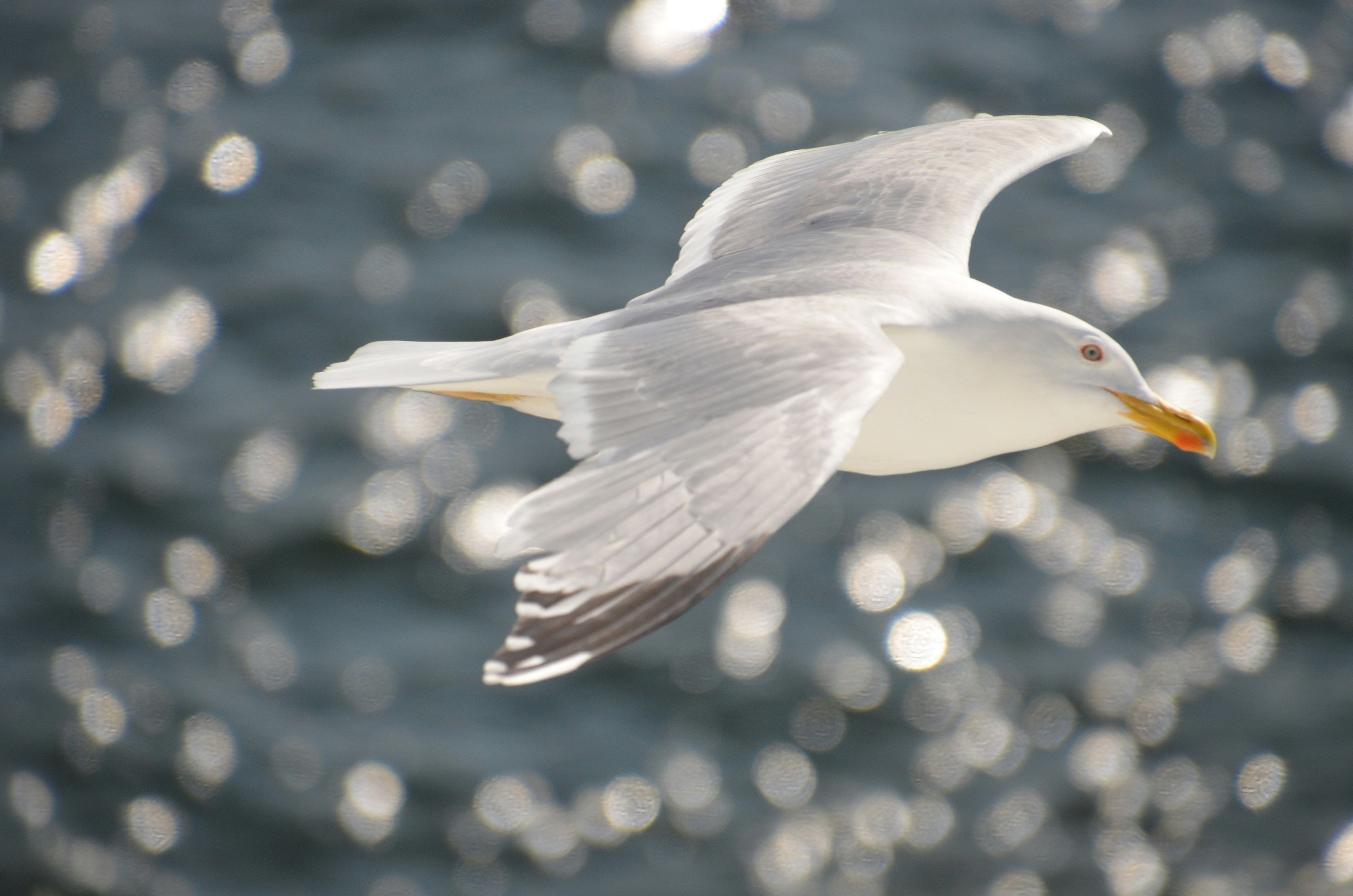 Photo by andras_ratonyi