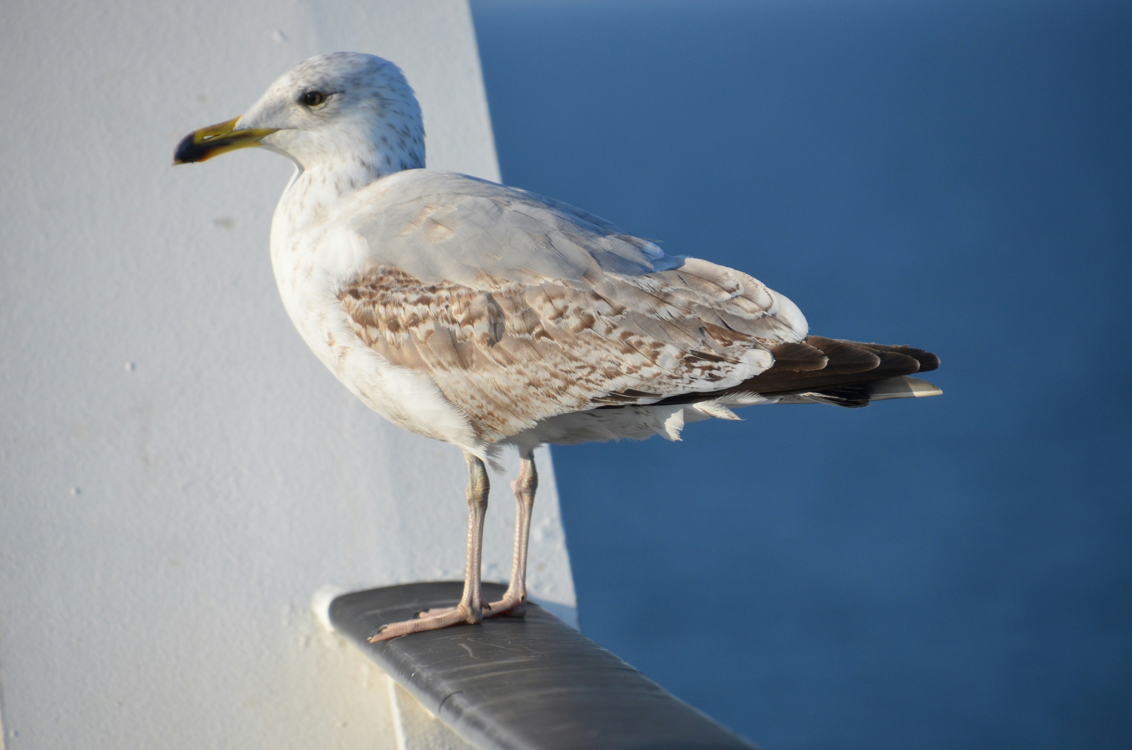 Photo by andras_ratonyi