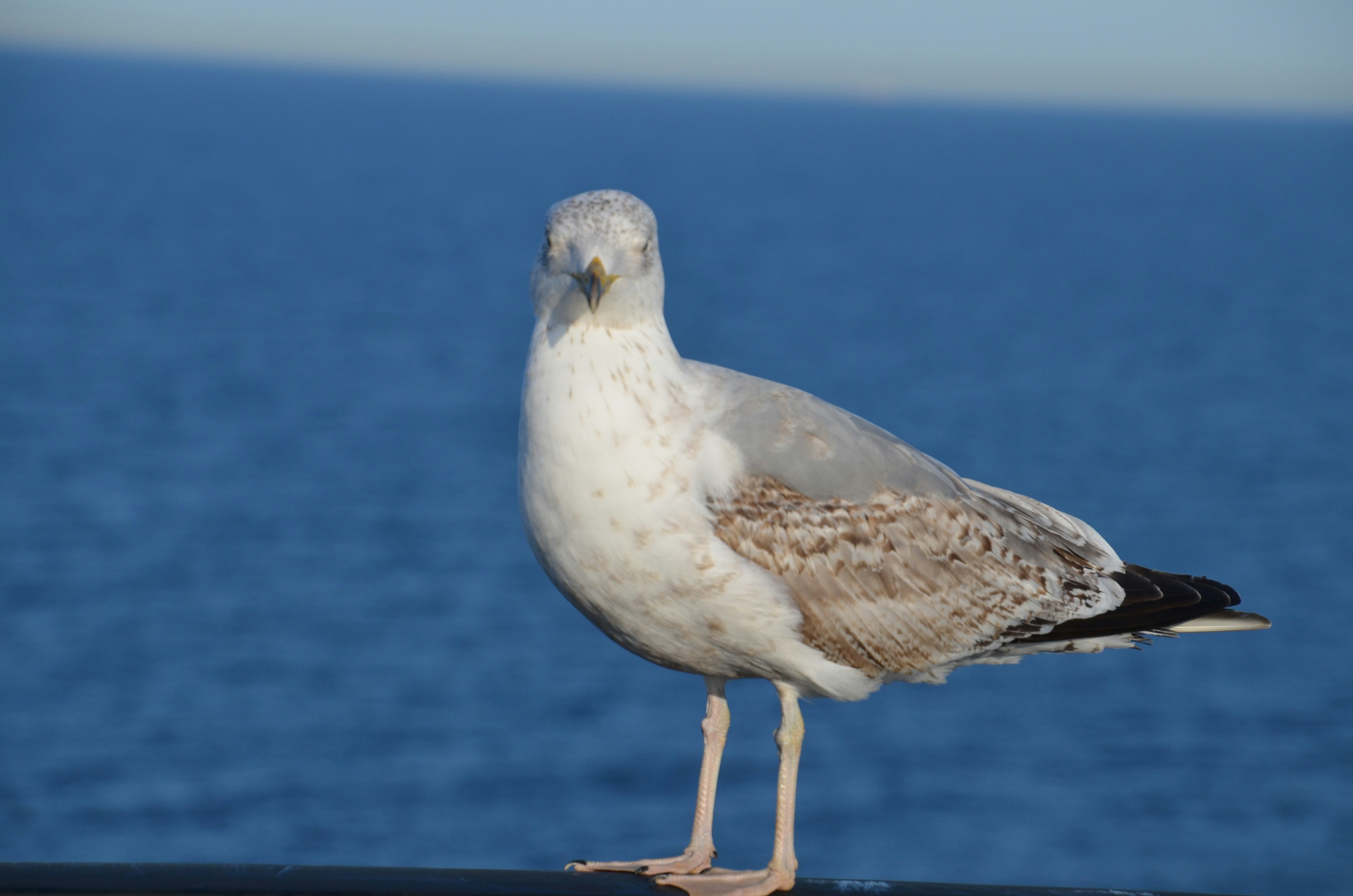 Photo by andras_ratonyi