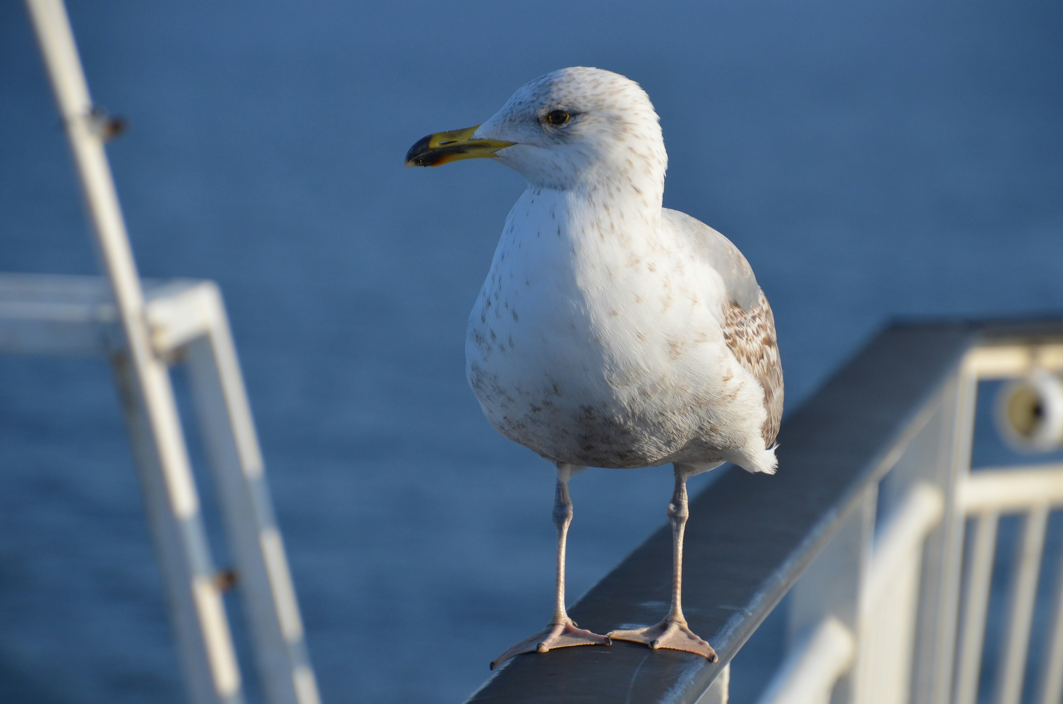 Photo by andras_ratonyi