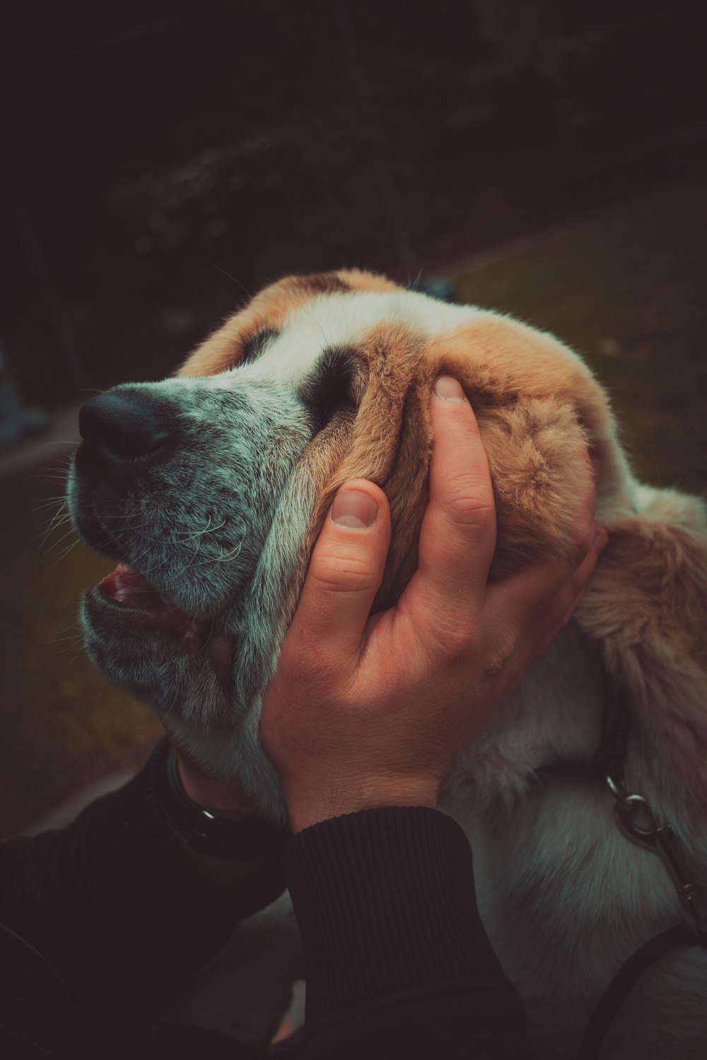 a close up of a person petting a dog