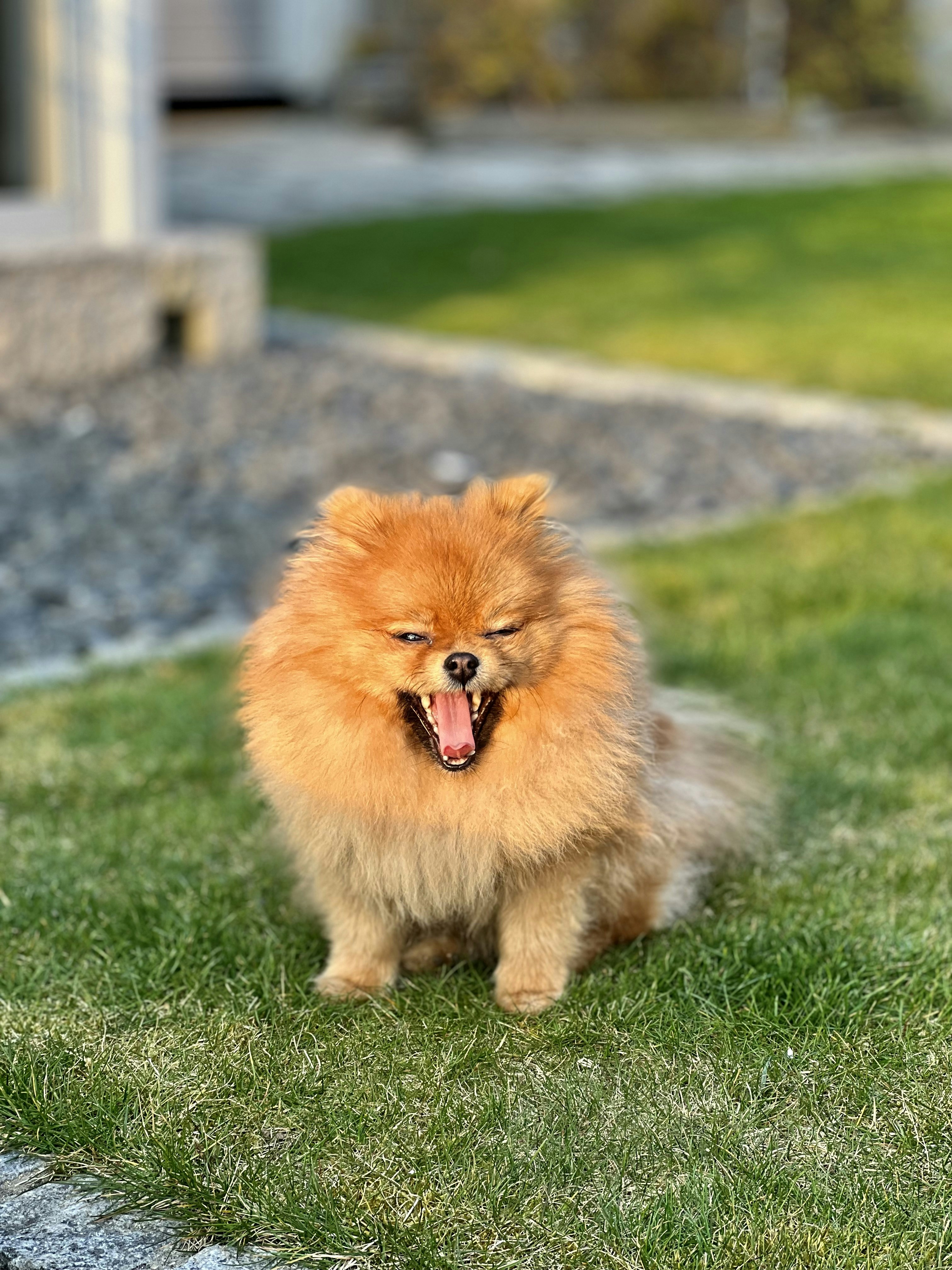 a small brown dog sitting on top of a lush green field