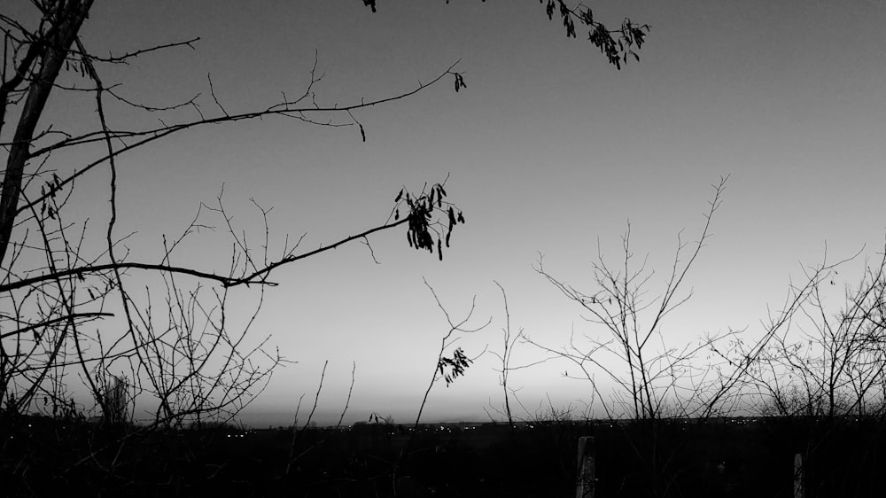 uma foto em preto e branco de árvores e céu