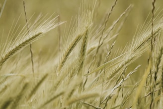 a close up of a bunch of grass in a field