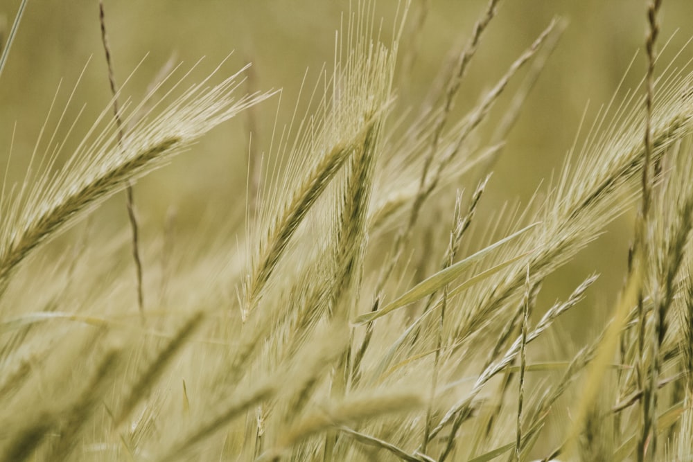 a close up of a bunch of grass in a field