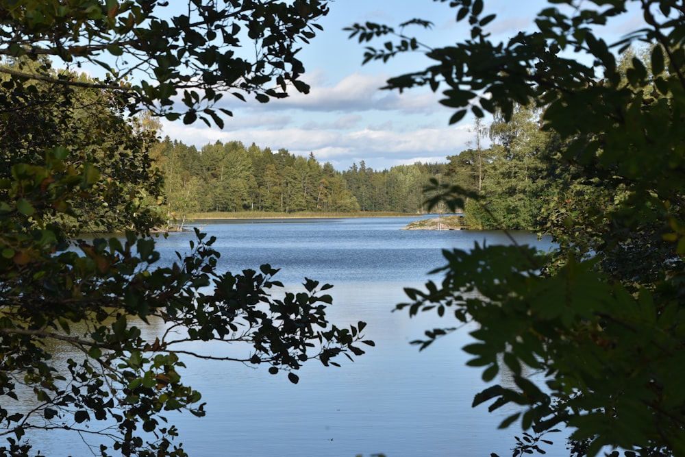 a large body of water surrounded by trees