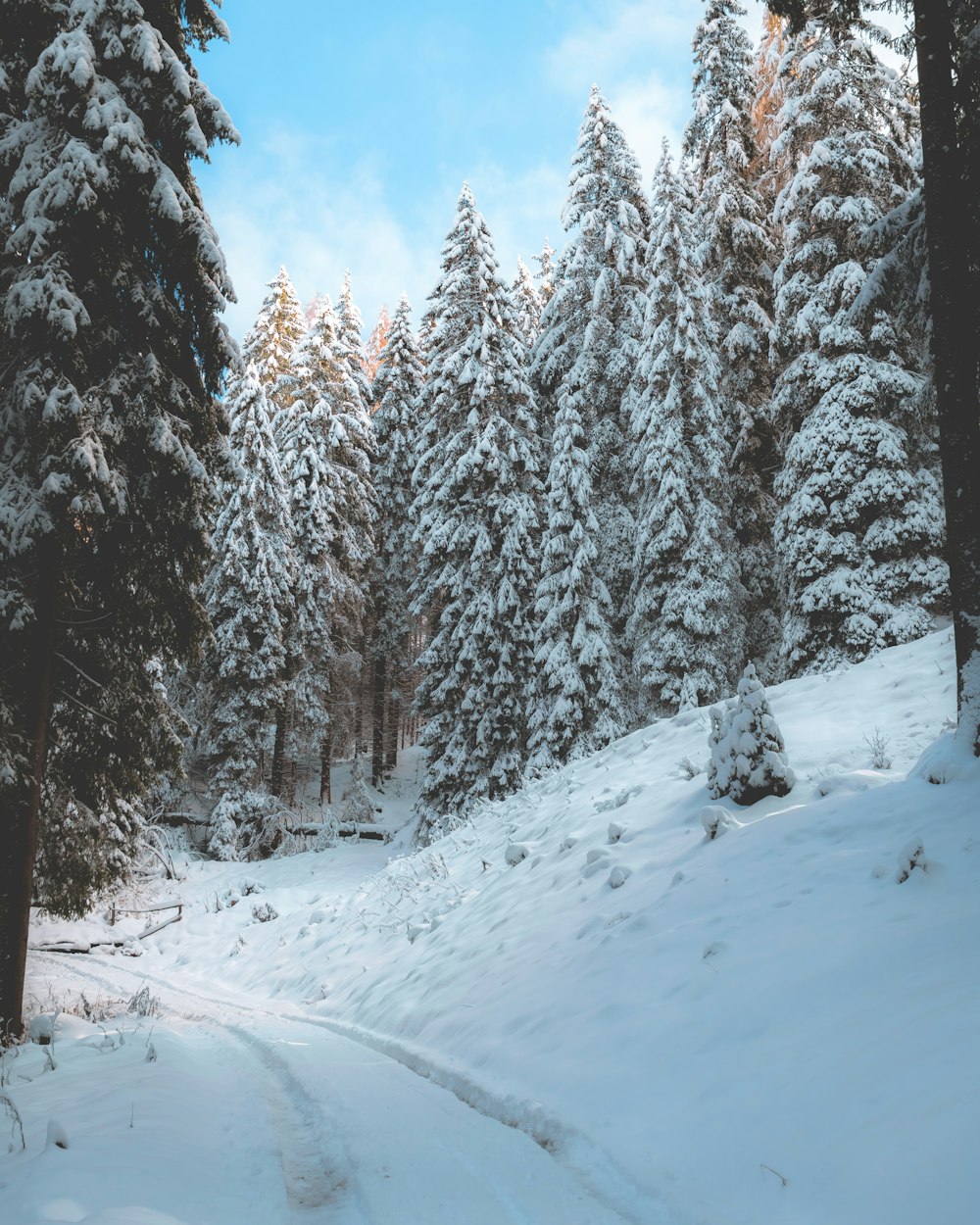 a snow covered road in the middle of a forest