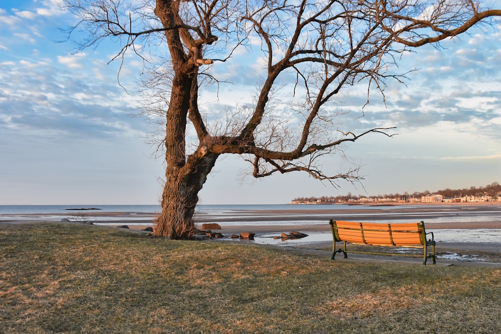 a wooden bench sitting next to a tree near the ocean